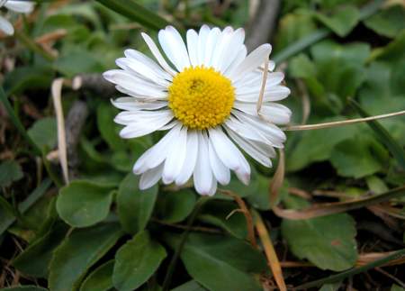 Bellis perennis flower with foliage behind; not a whole-root photograph
