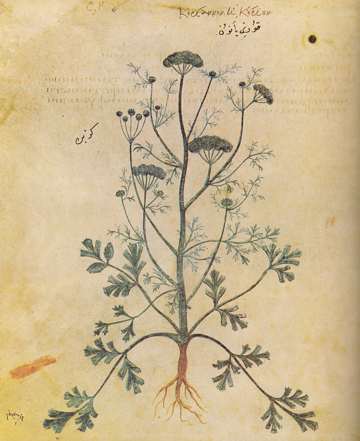 Vienna Dioscurides, Korion; folio unknown