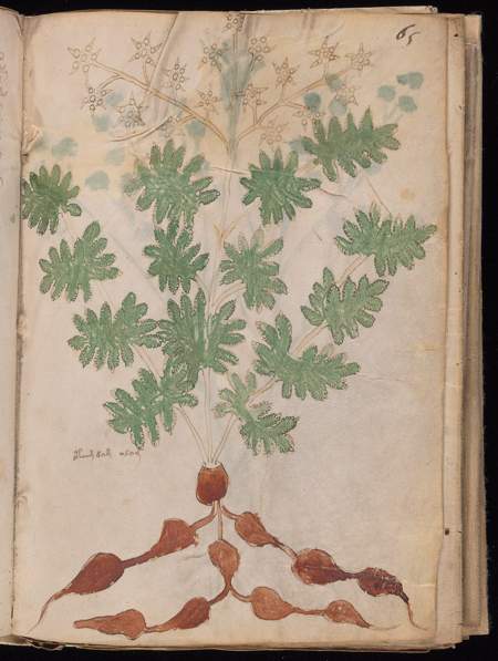 Voynich source view