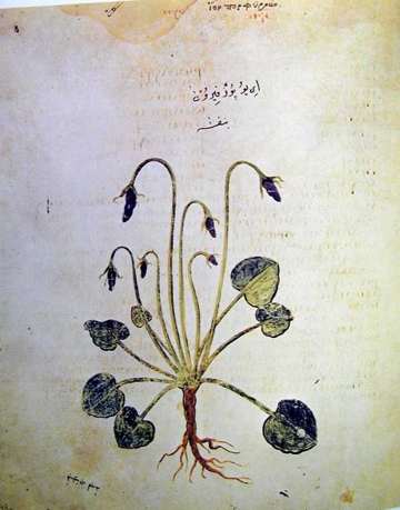 Vienna Dioscorides, ÖNB Cod.med.gr.1 fol148v, violet, c512