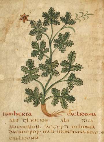 Pseudo-Apuleius, Caelidonia, Leiden Voss.Q9; folio unknown