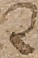 Source crop: 1r · yale-1006076-CS01714