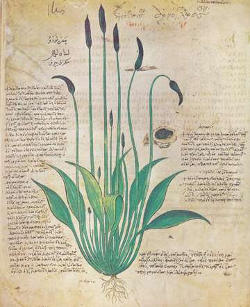 Vienna Dioscurides, Arnoglosson, folio 29v, 6th century