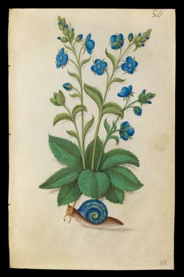 Master of Claude de France, Book of Flower Studies, Speedwell, c.1510–1515; folio unknown