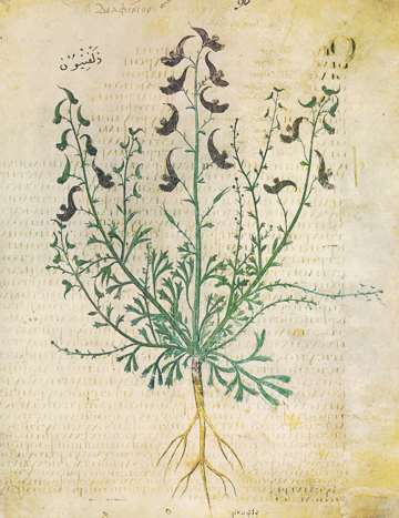 Vienna Dioscurides, Delphinion, folio96r