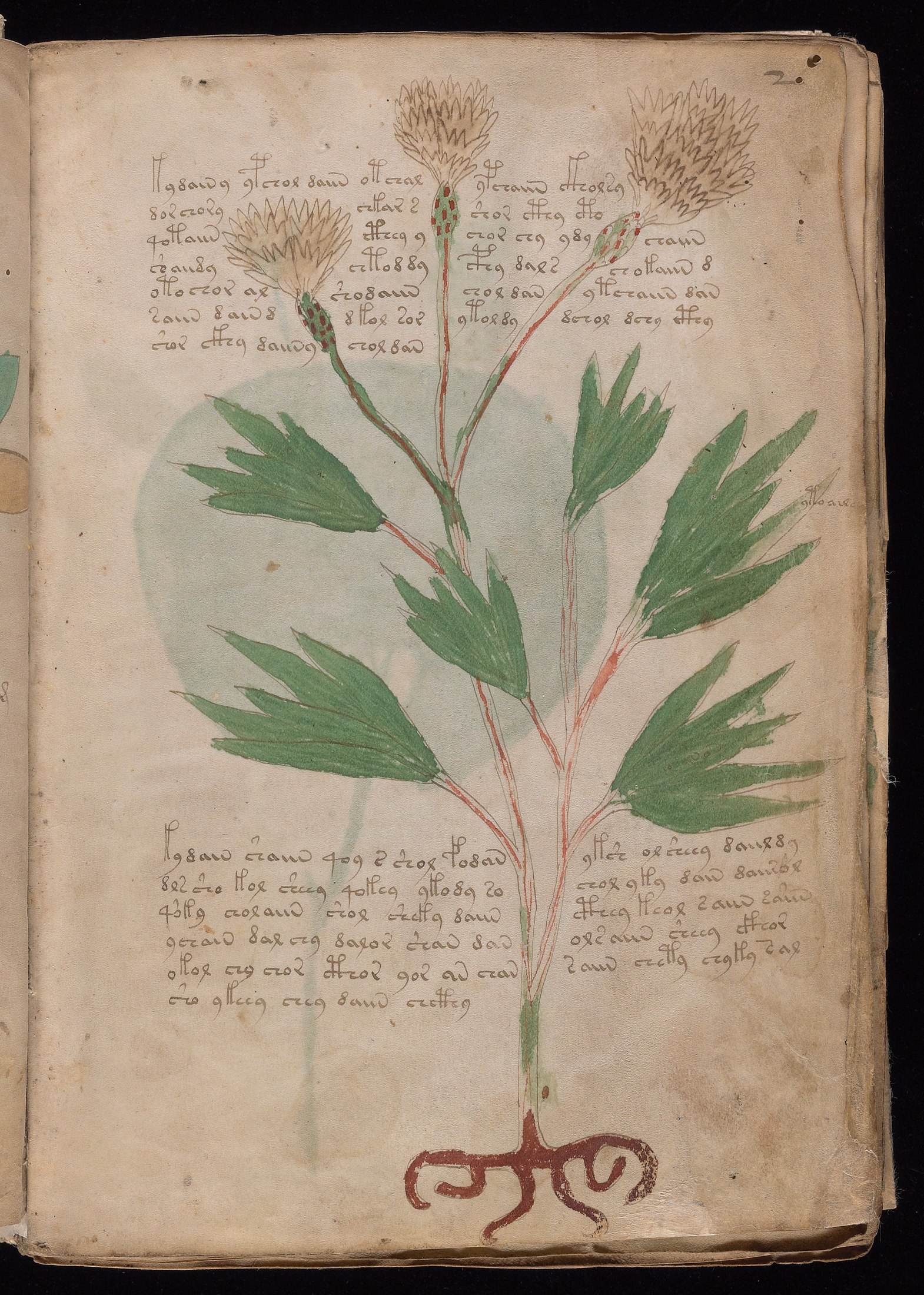 Yale manuscript view f002r