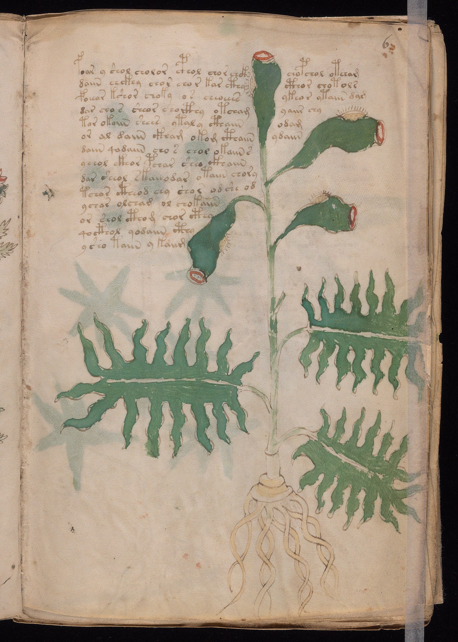 Yale manuscript view f006r