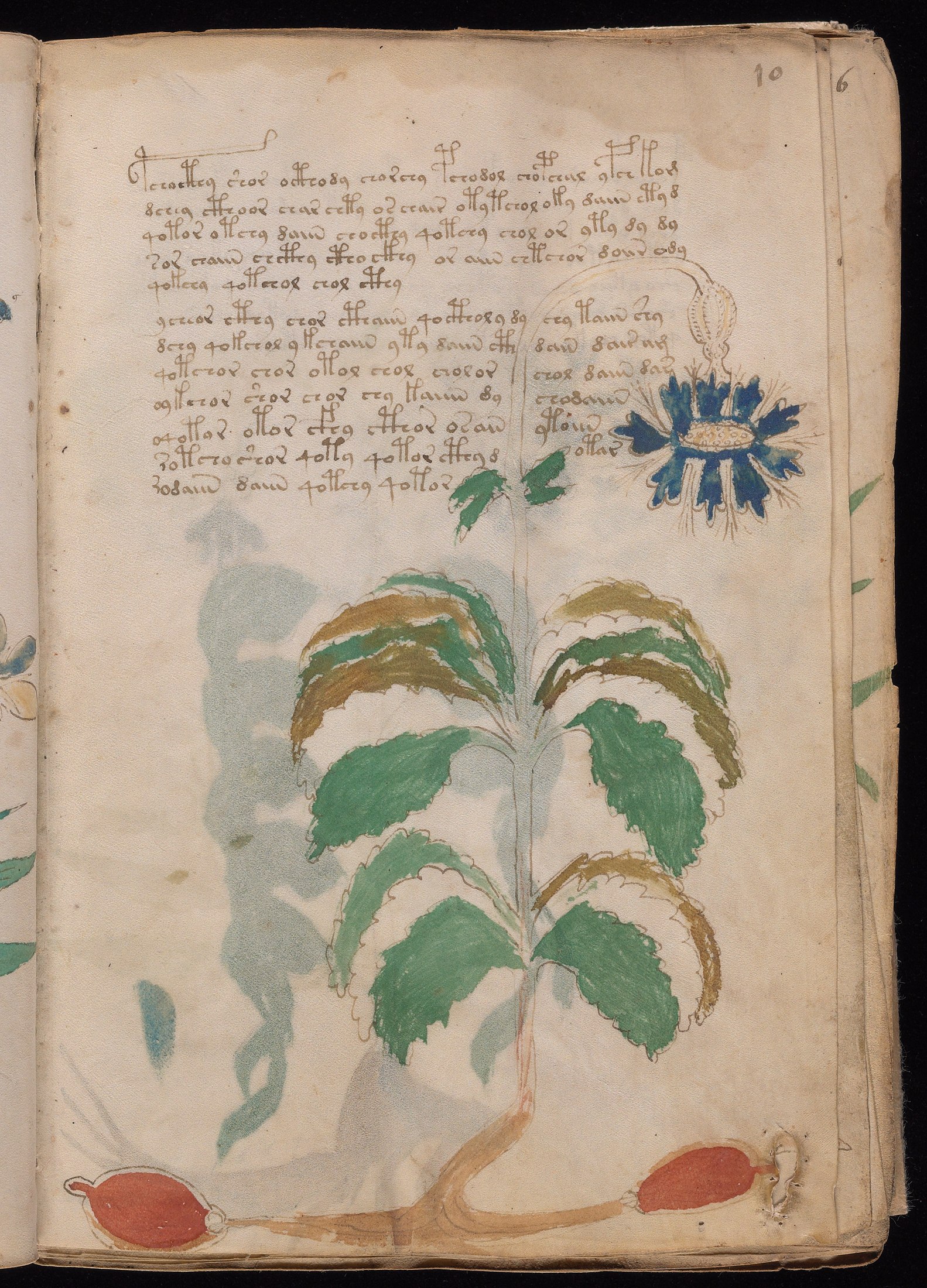 Yale manuscript view f010r