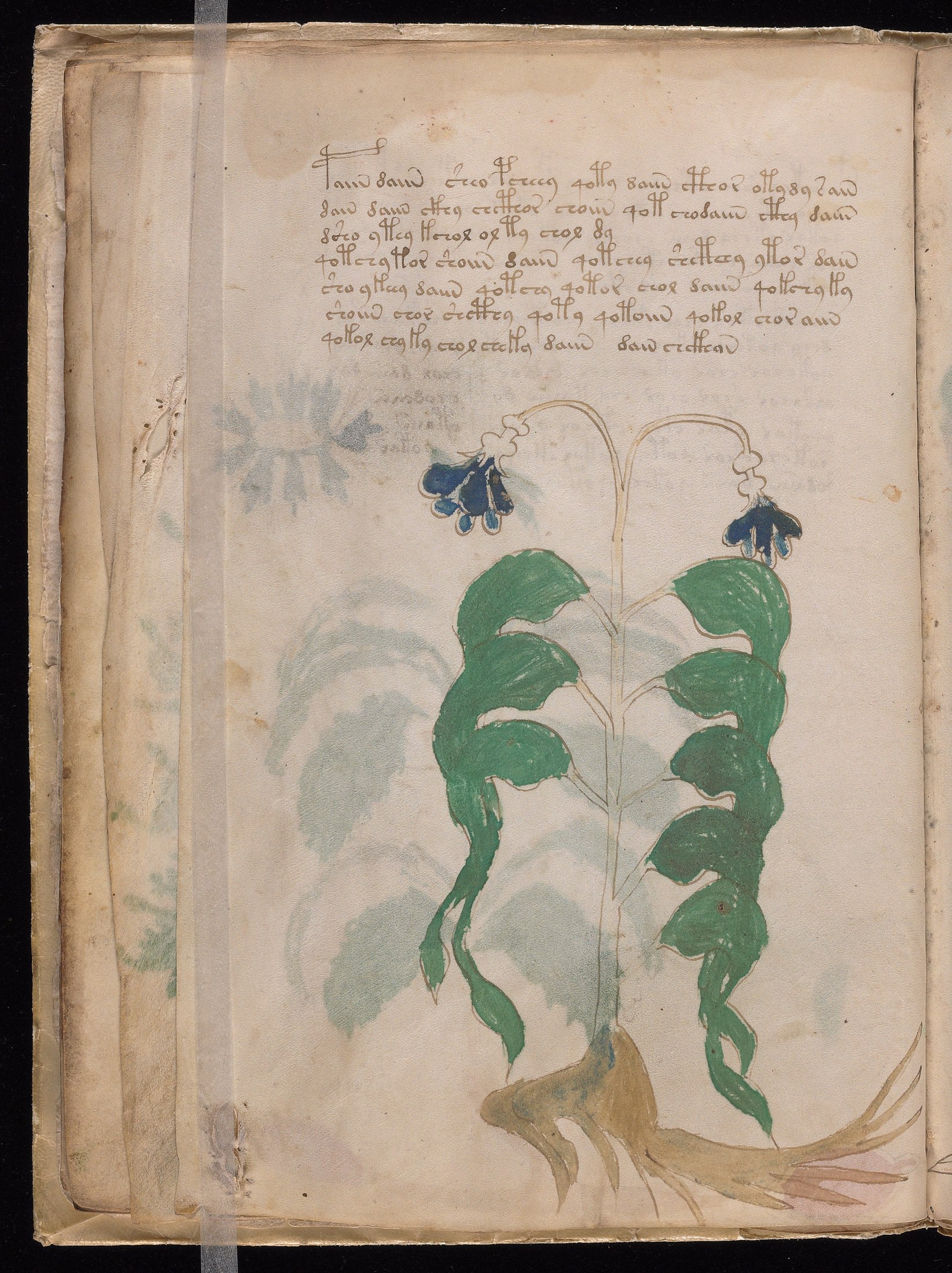 Yale manuscript view f010v