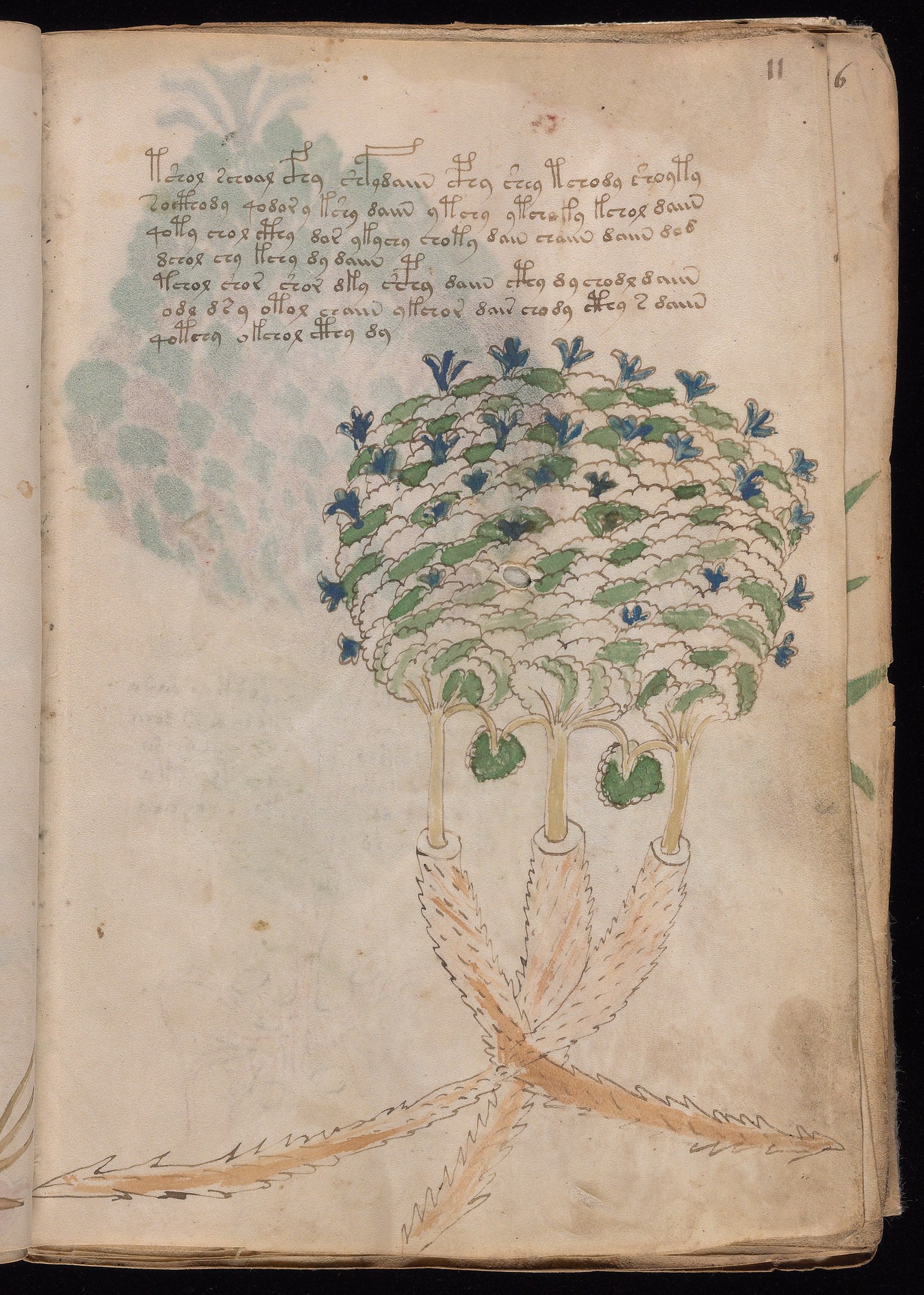 Yale manuscript view f011r