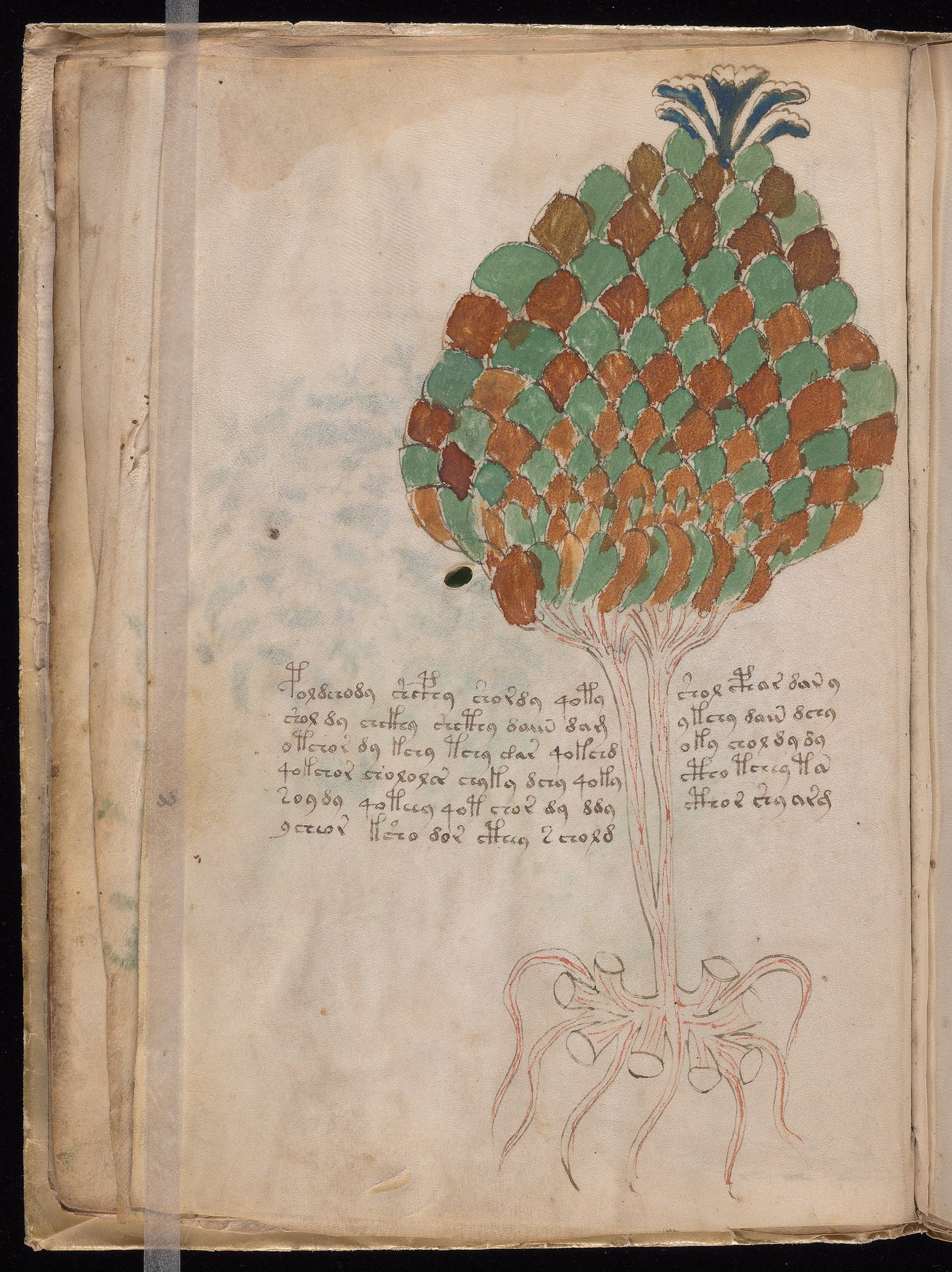 Yale manuscript view f011v