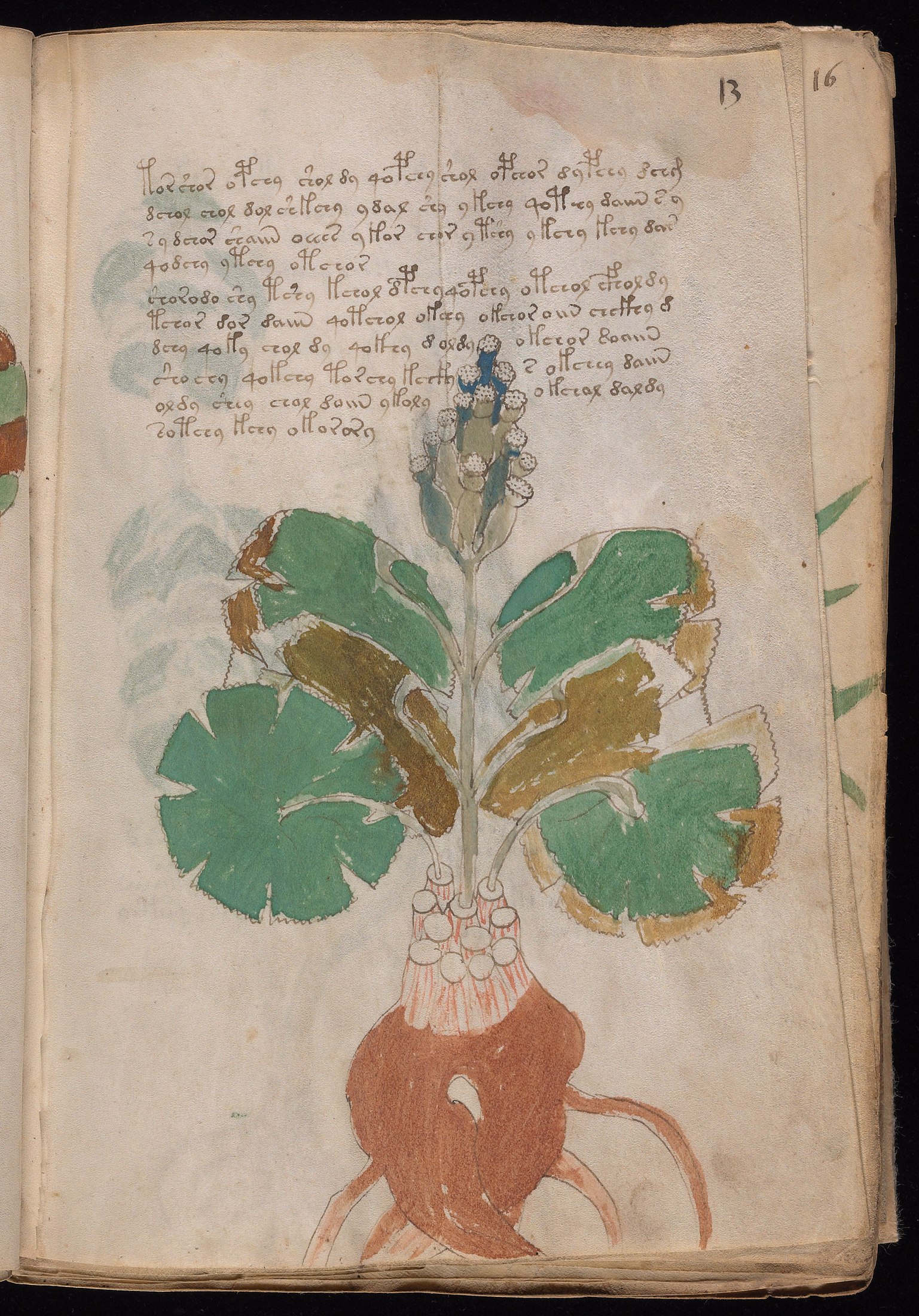 Yale manuscript view f013r