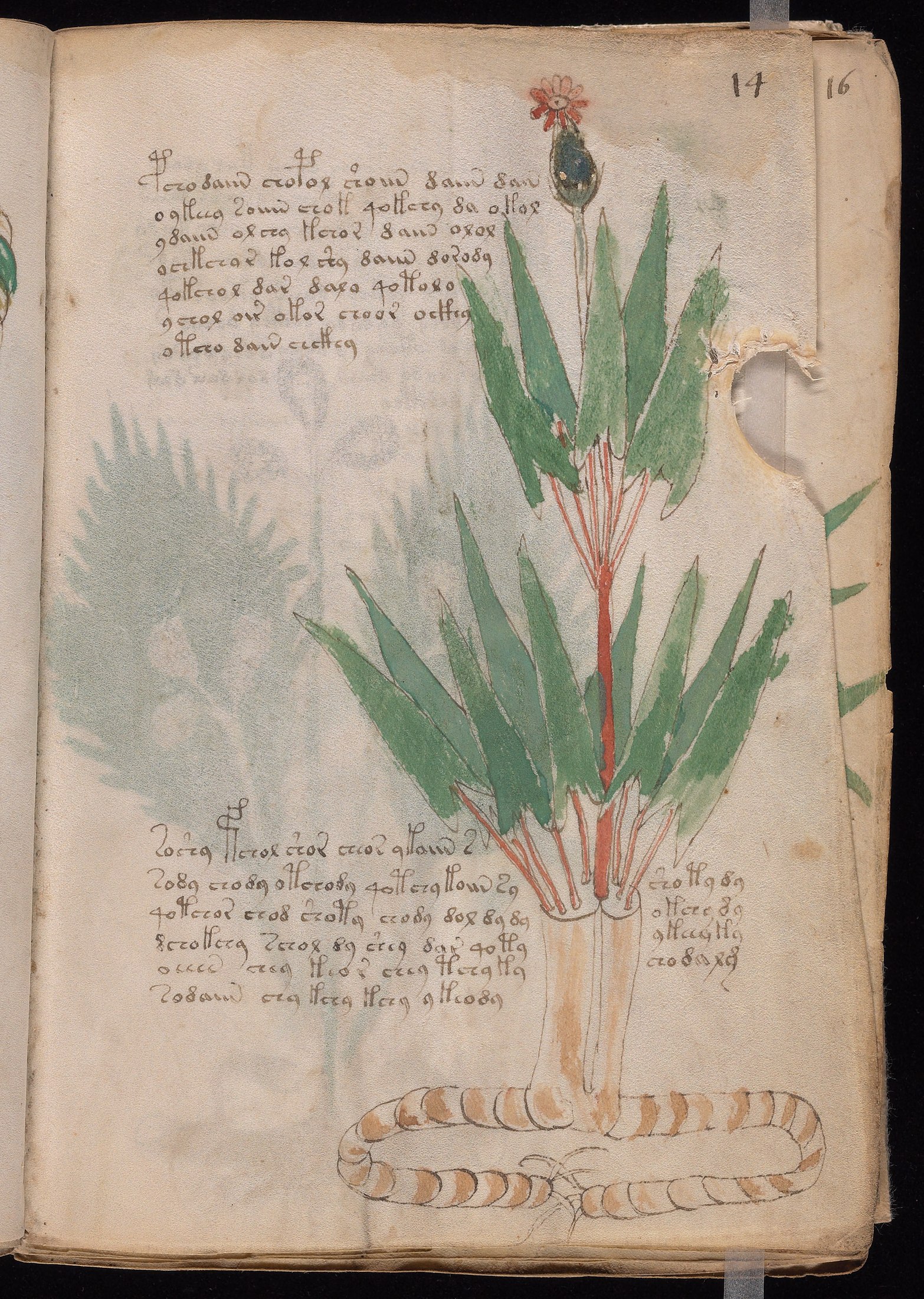 Yale manuscript view f014r