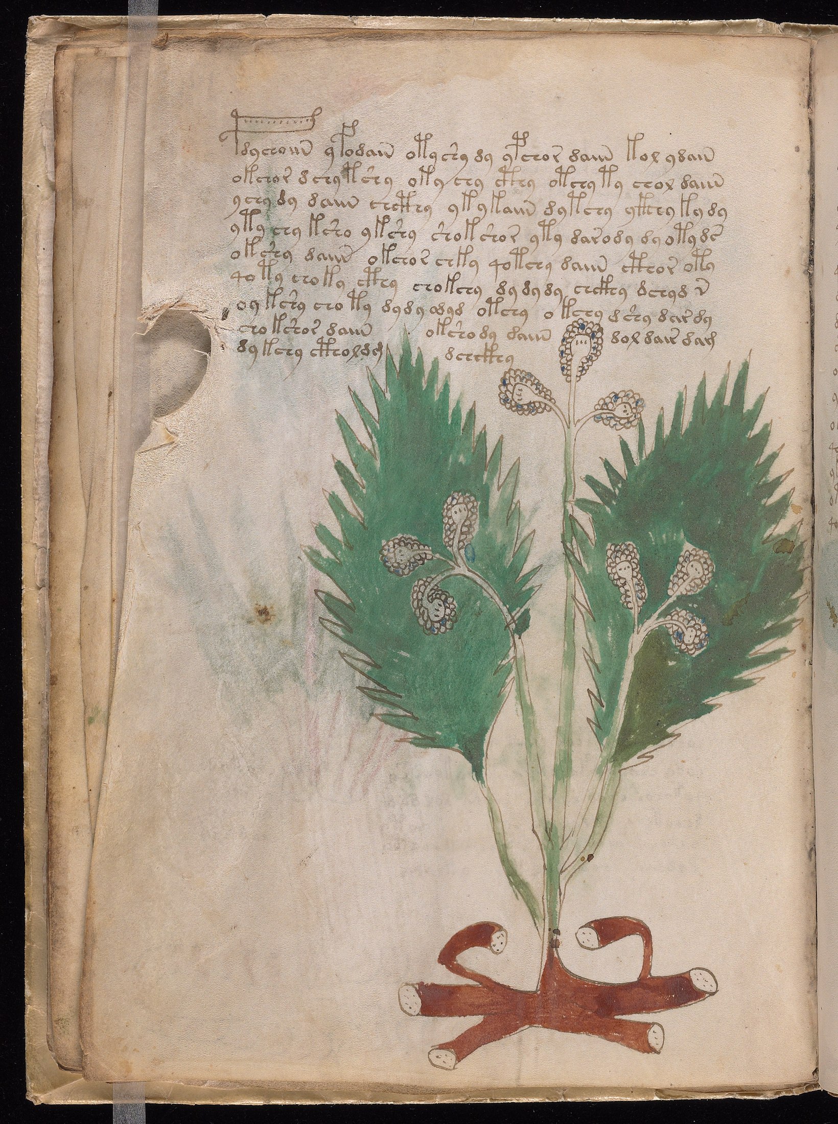Yale manuscript view f014v