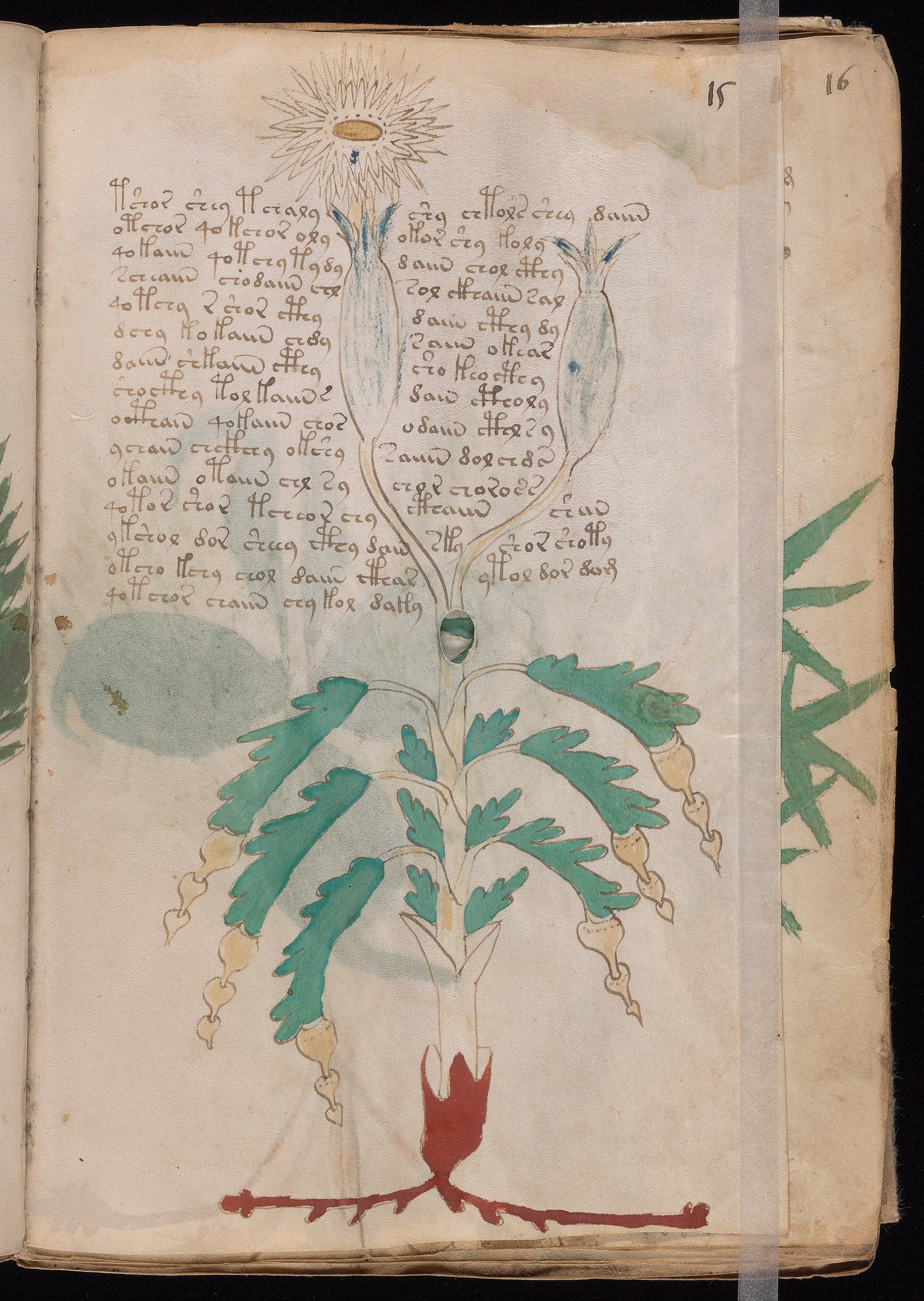 Yale manuscript view f015r