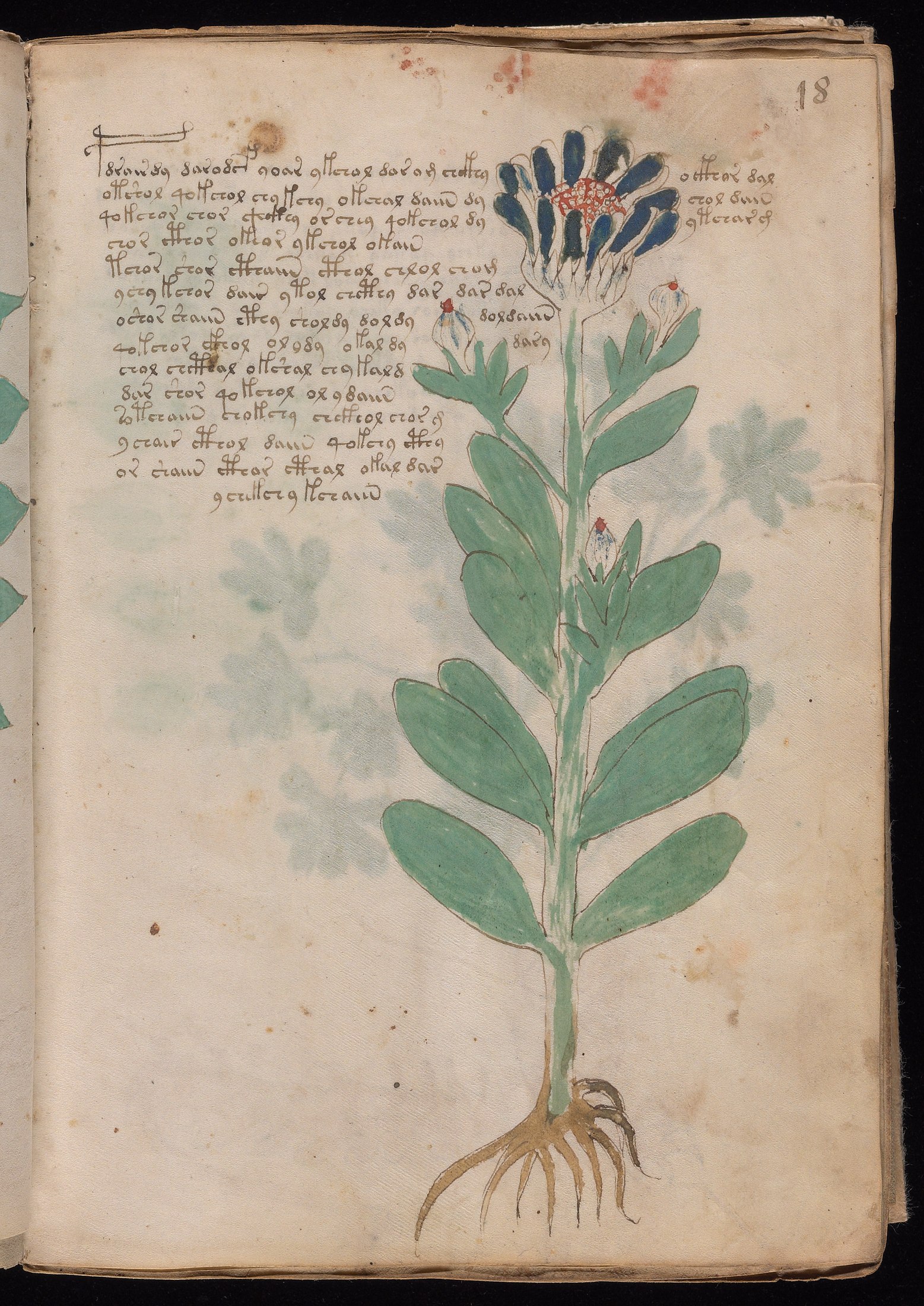 Yale manuscript view f018r