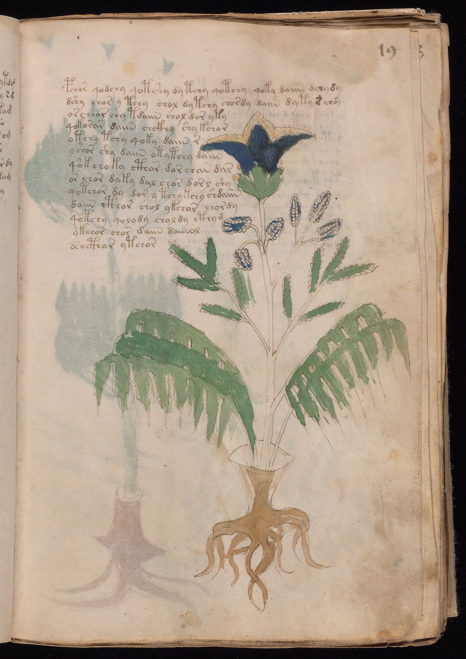 Yale manuscript view f019r