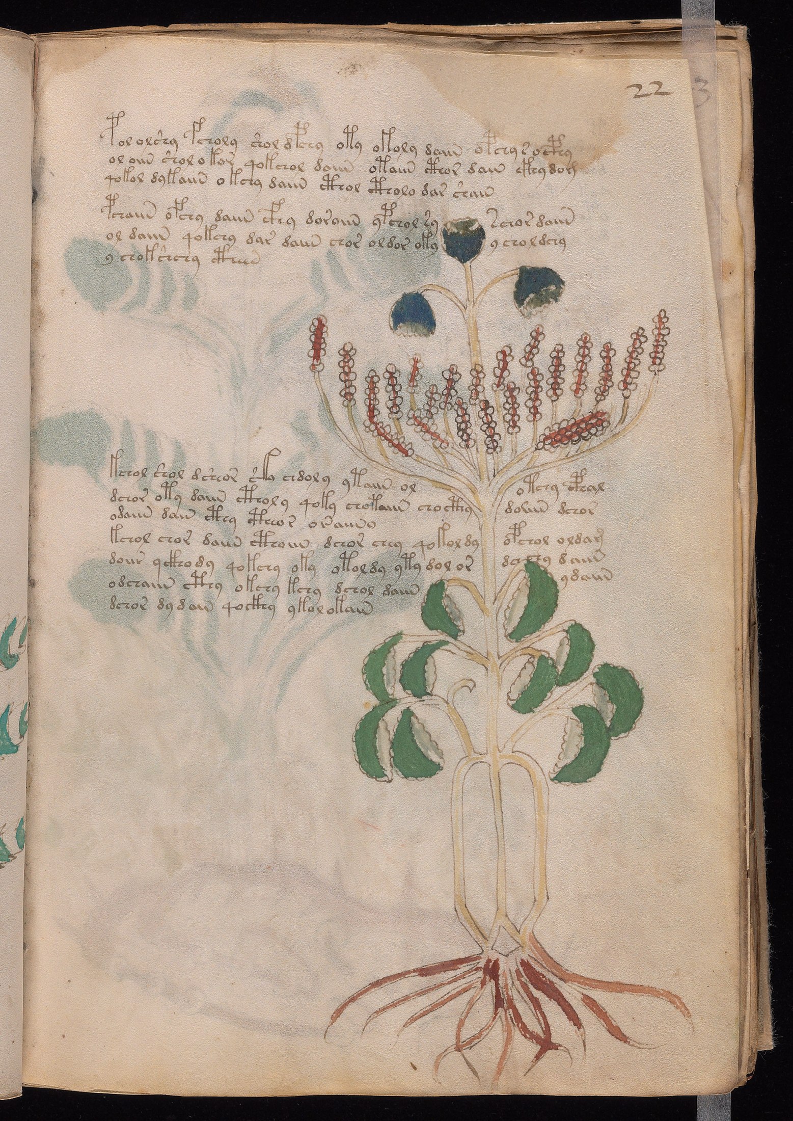 Yale manuscript view f022r