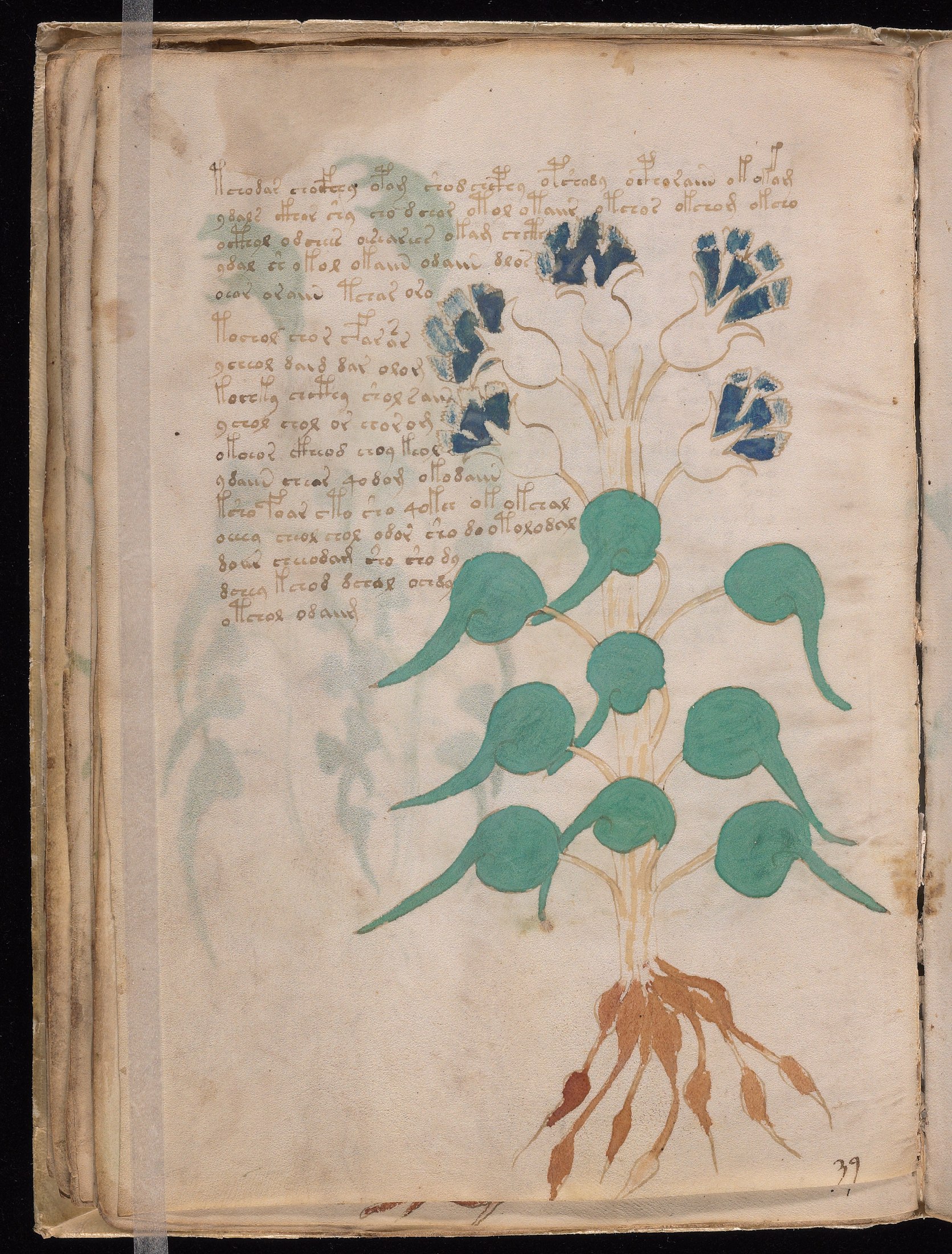 Yale manuscript view f024v