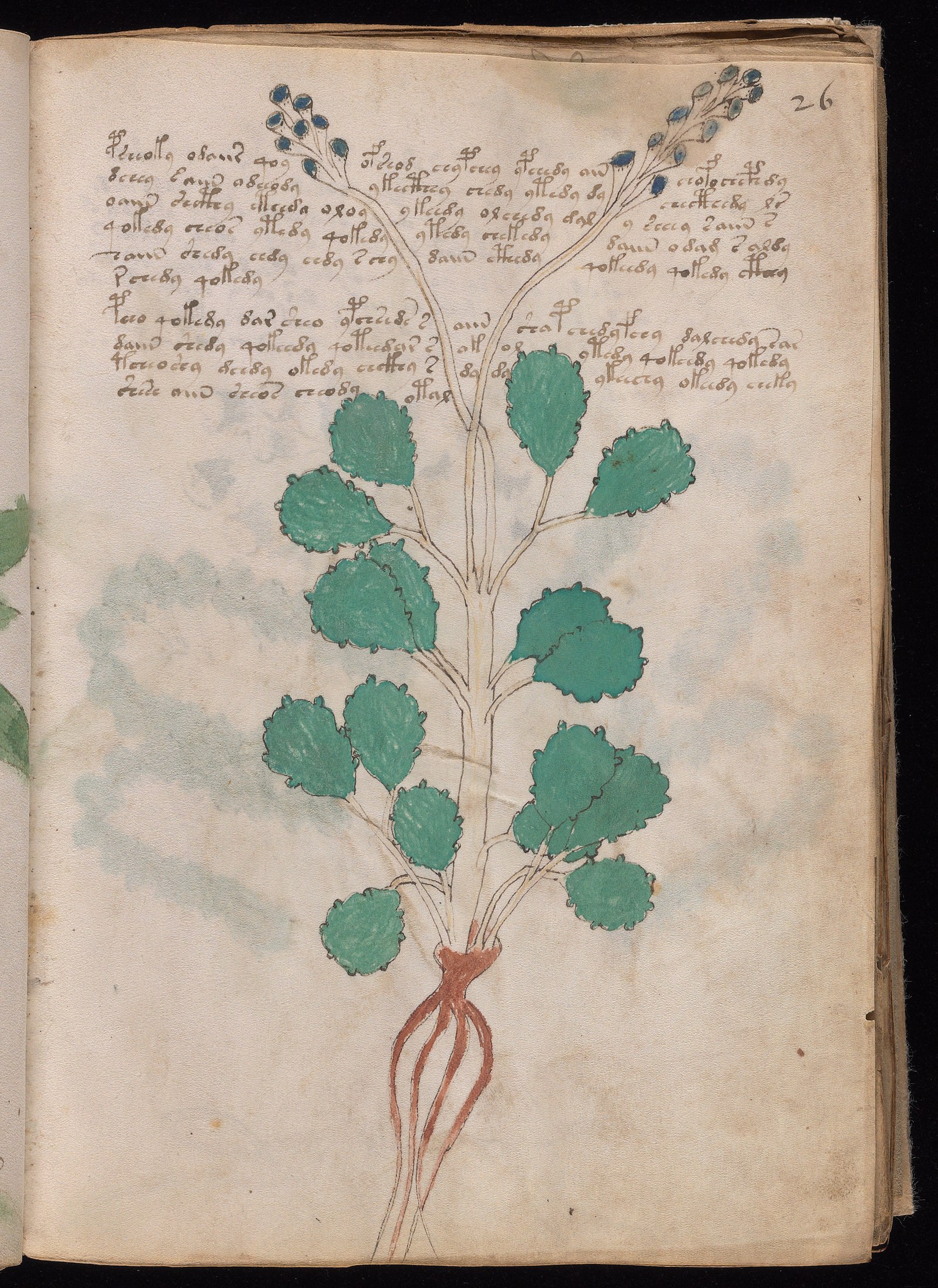 Yale manuscript view f026r