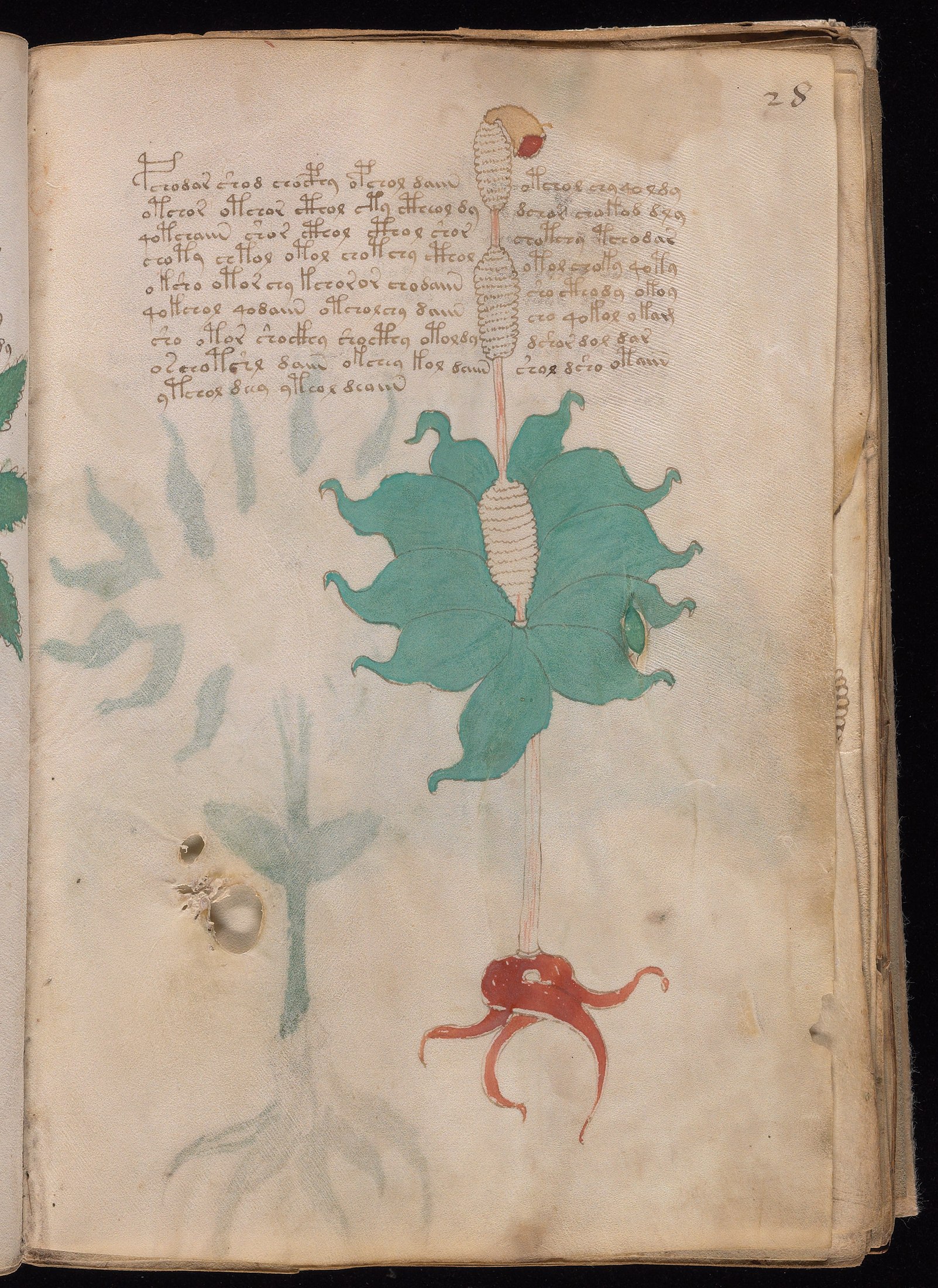 Yale manuscript view f028r