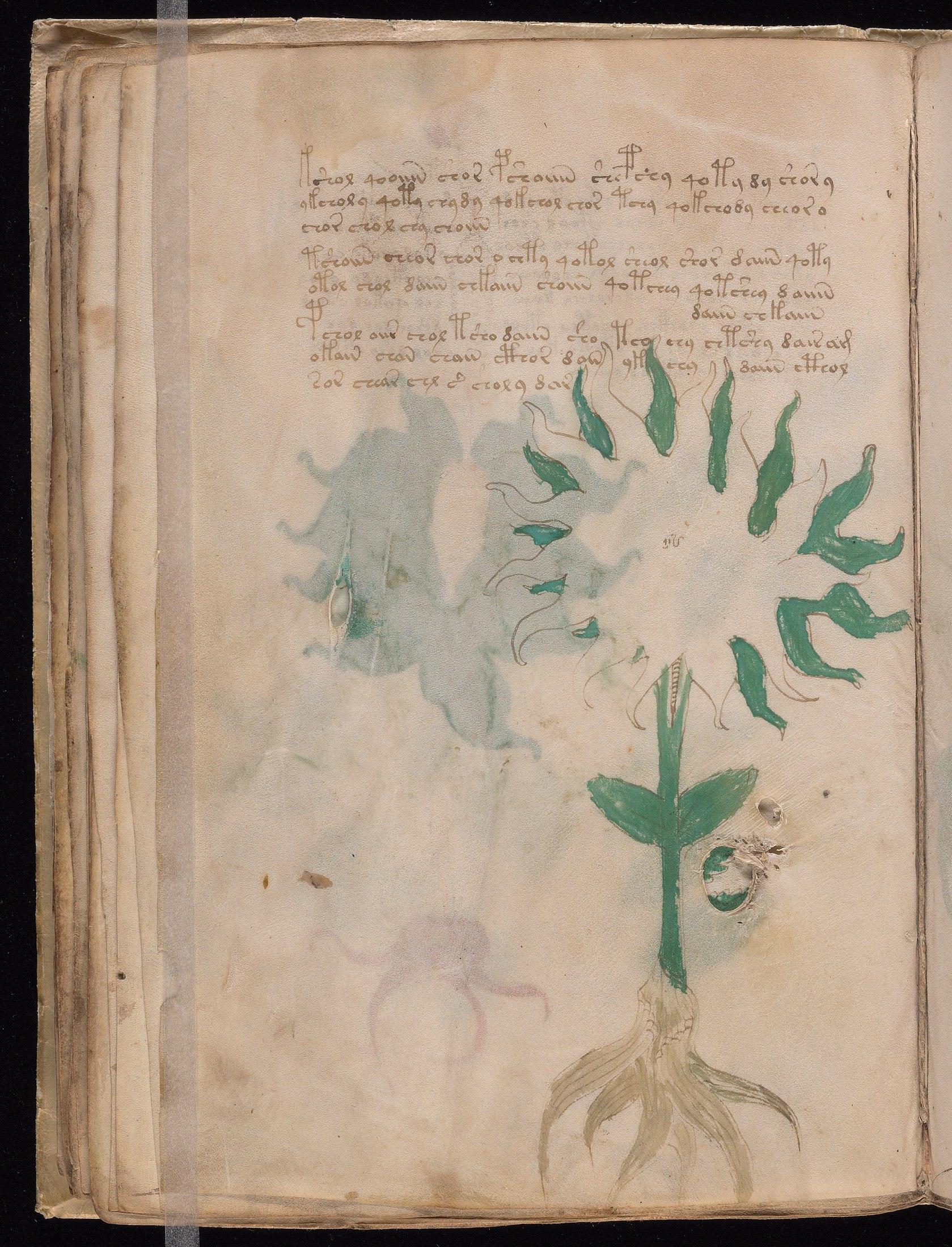 Yale manuscript view f028v