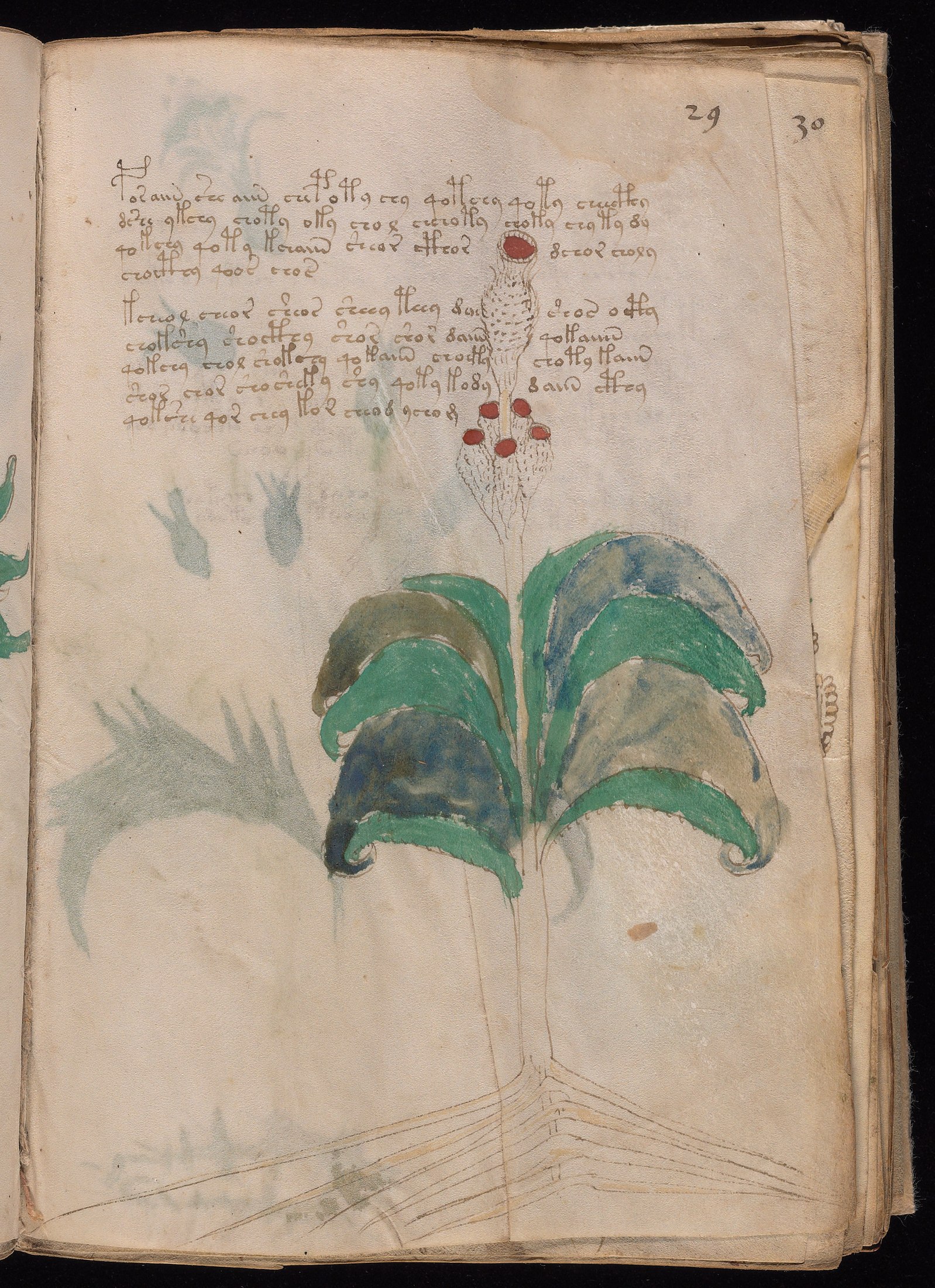 Yale manuscript view f029r