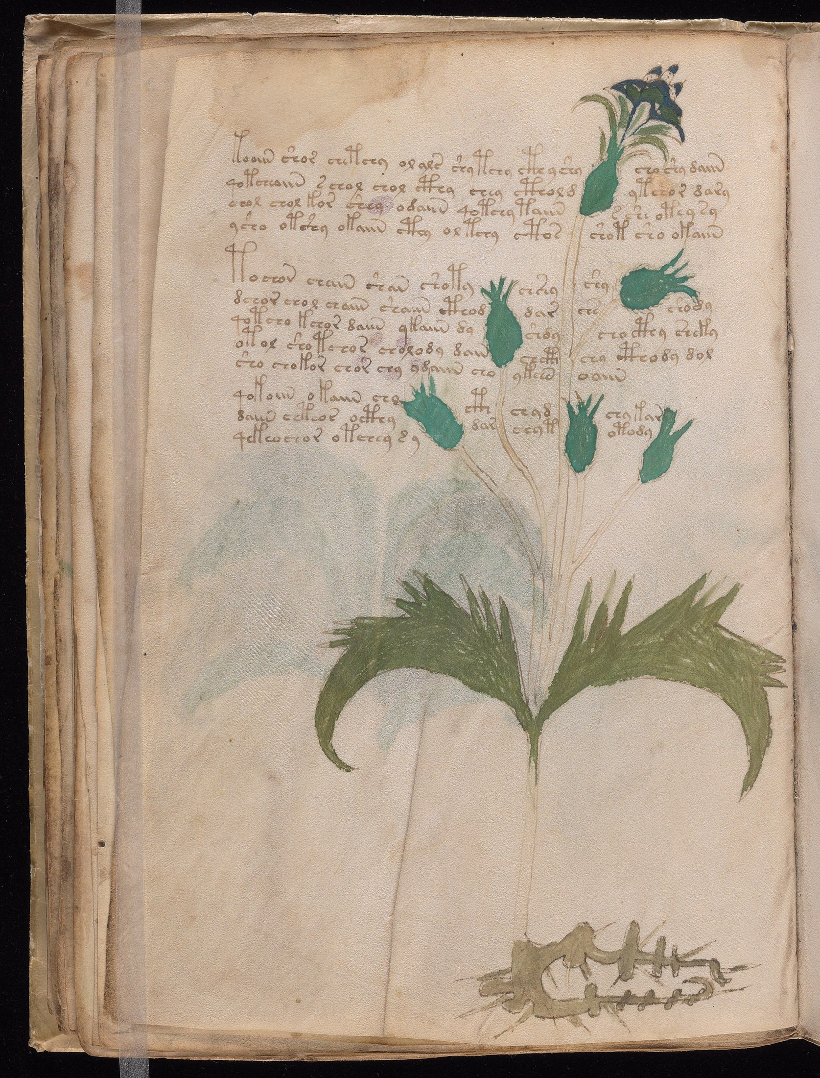 Yale manuscript view f029v