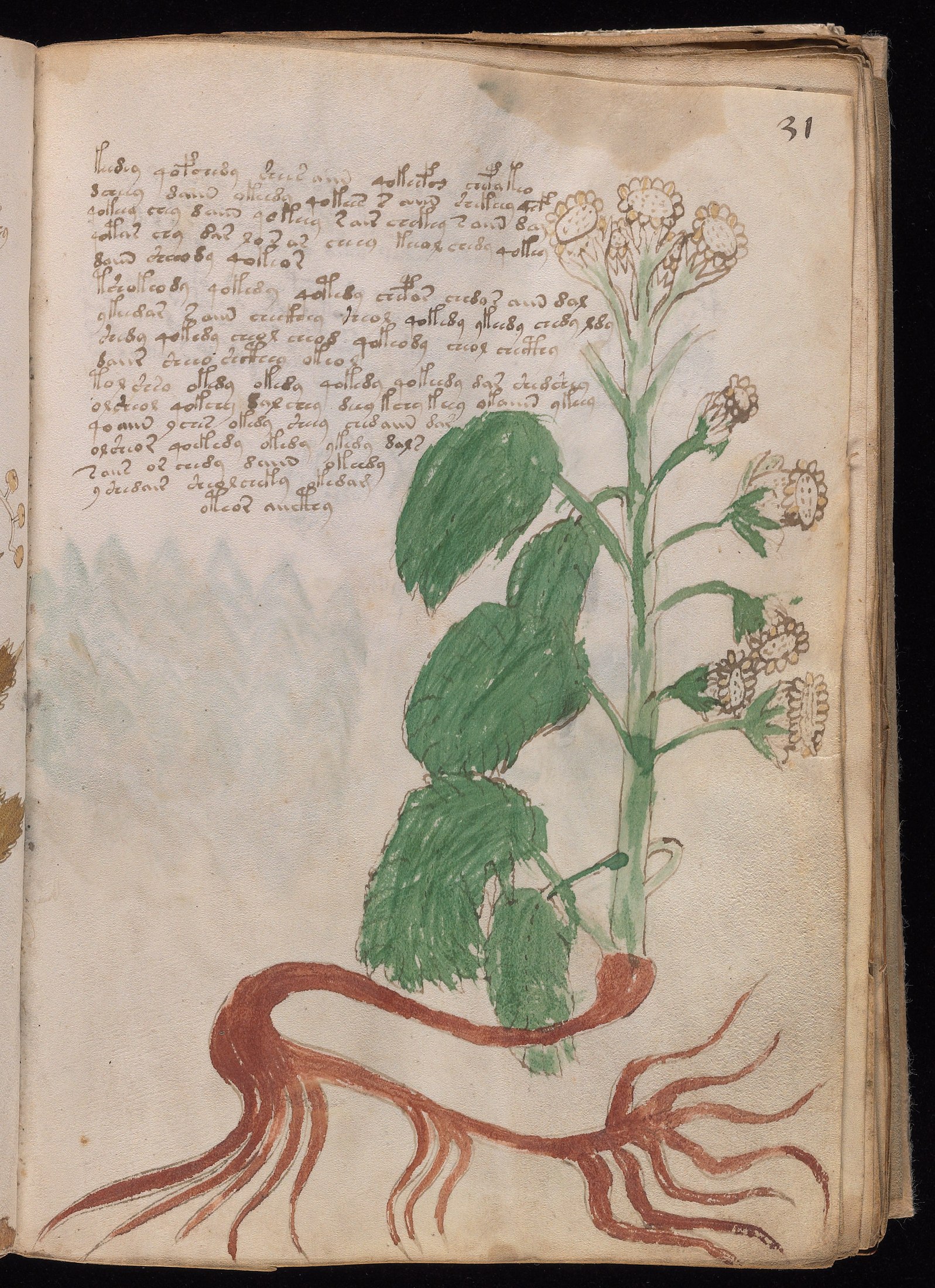 Yale manuscript view f031r