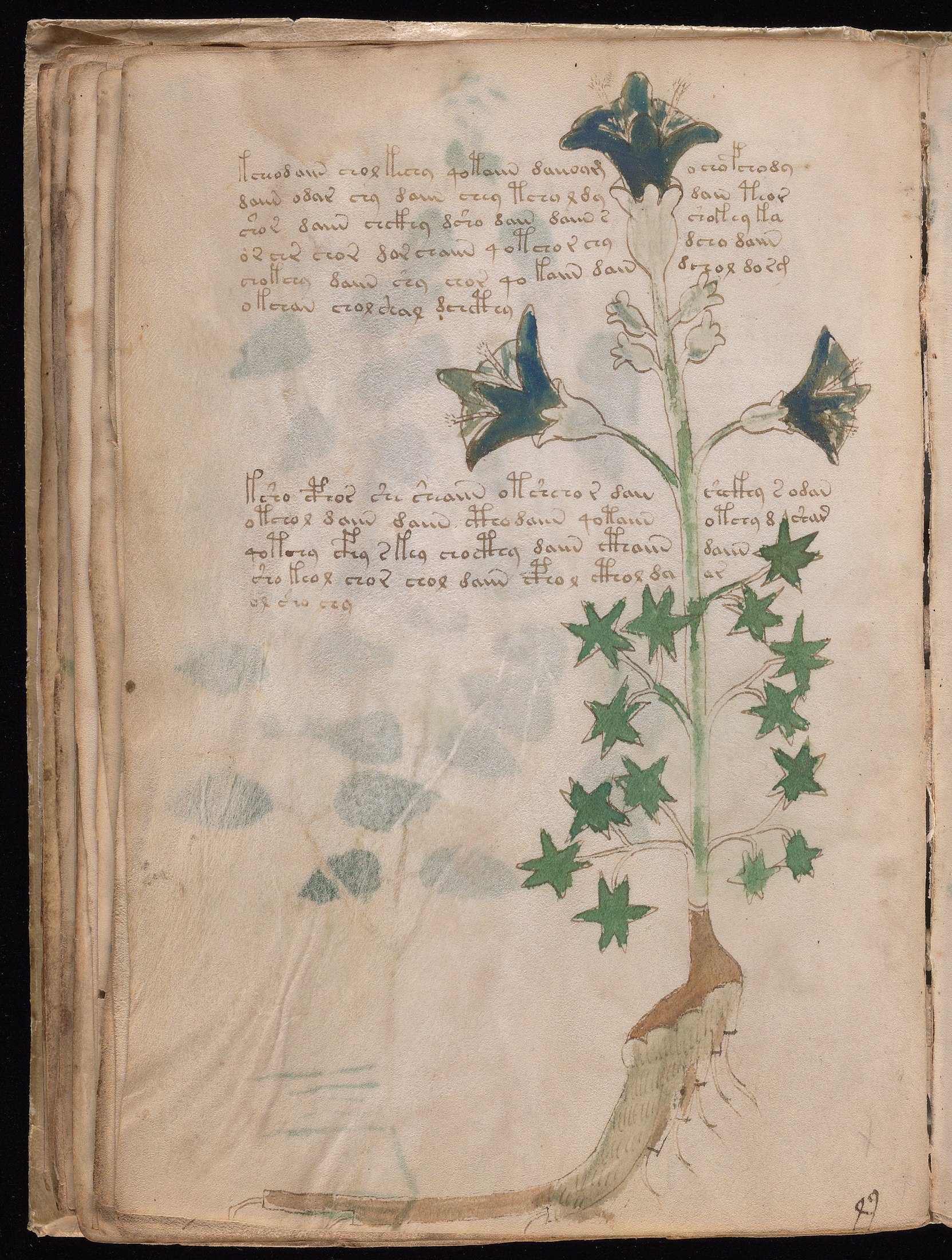 Yale manuscript view f032v