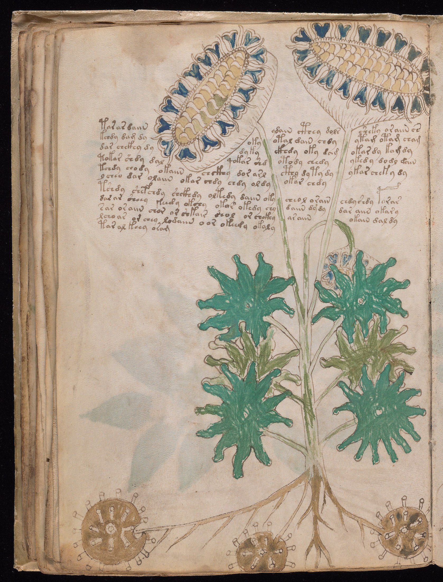 Yale manuscript view f033v