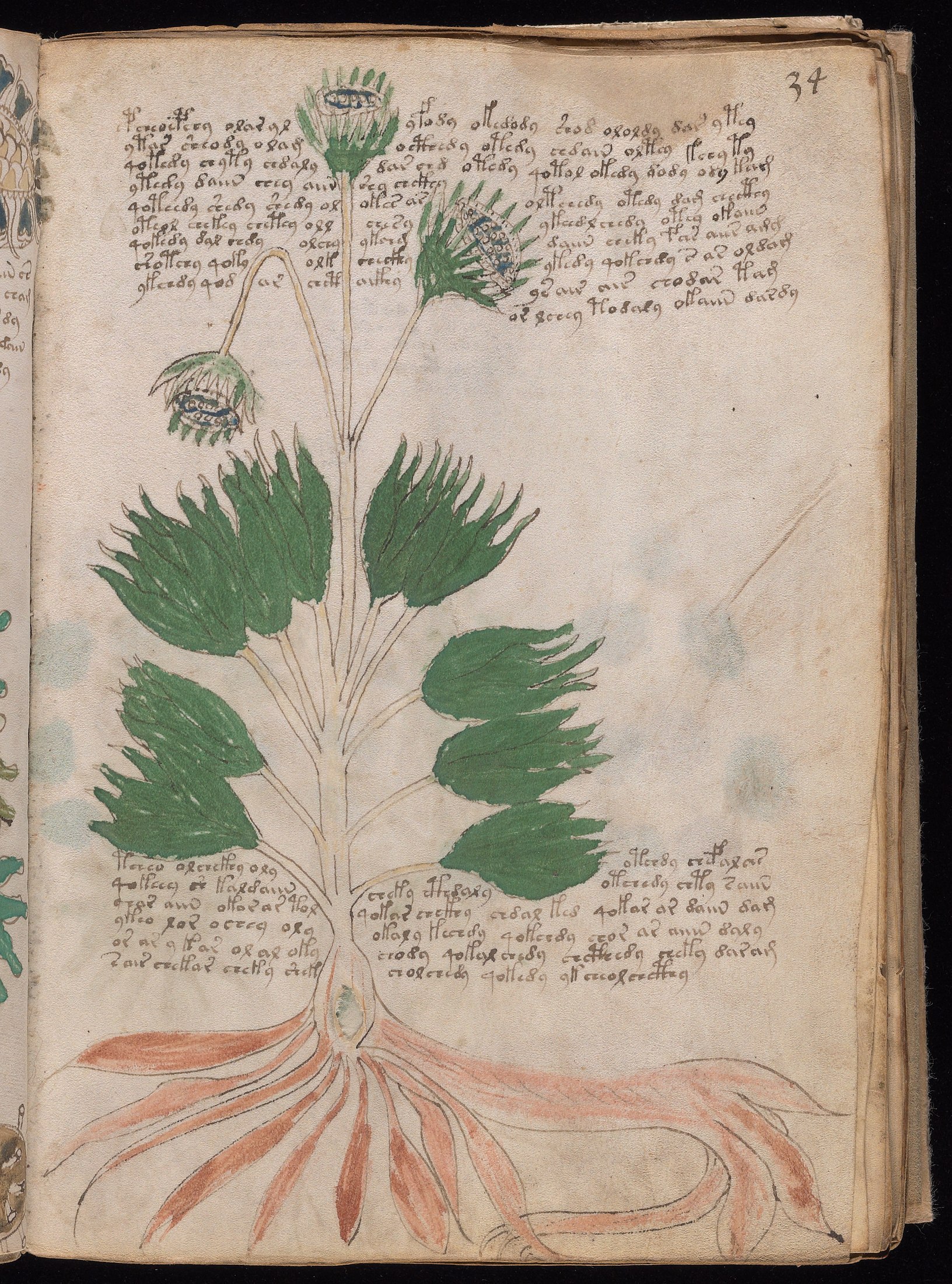 Yale manuscript view f034r