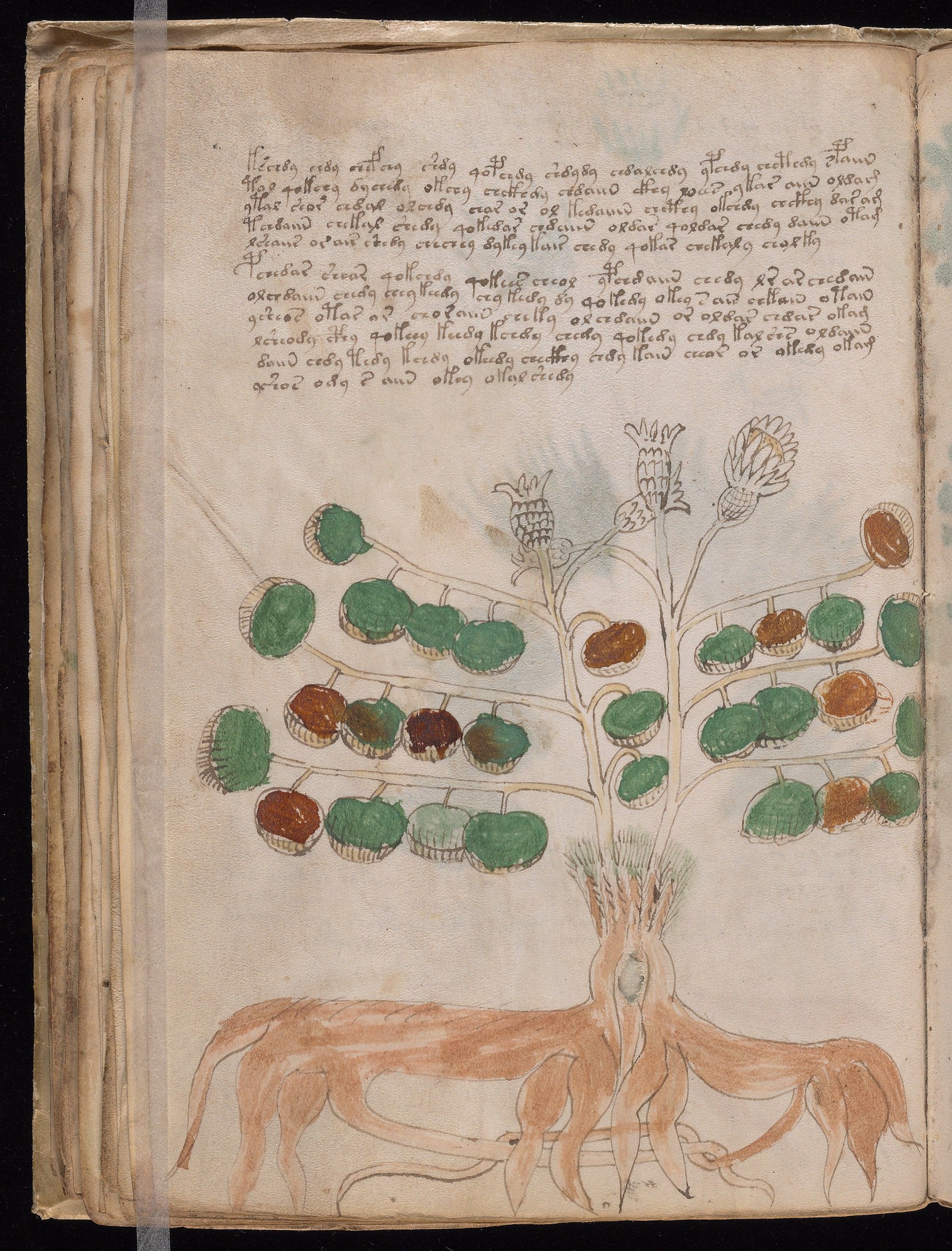 Yale manuscript view f034v