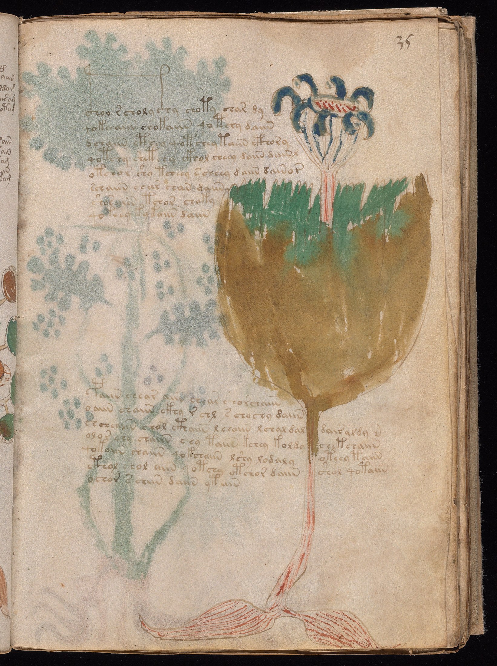 Yale manuscript view f035r