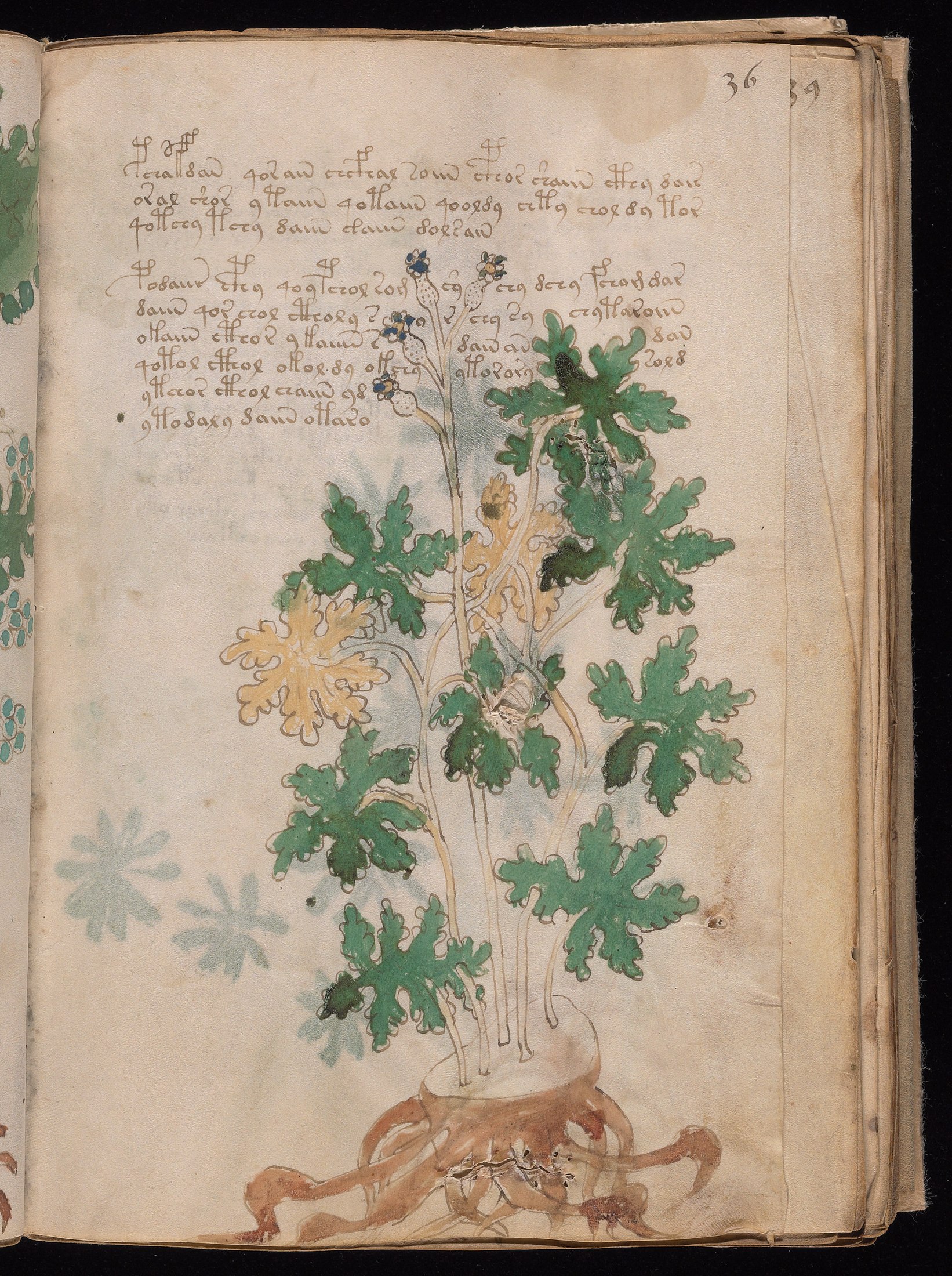 Yale manuscript view f036r