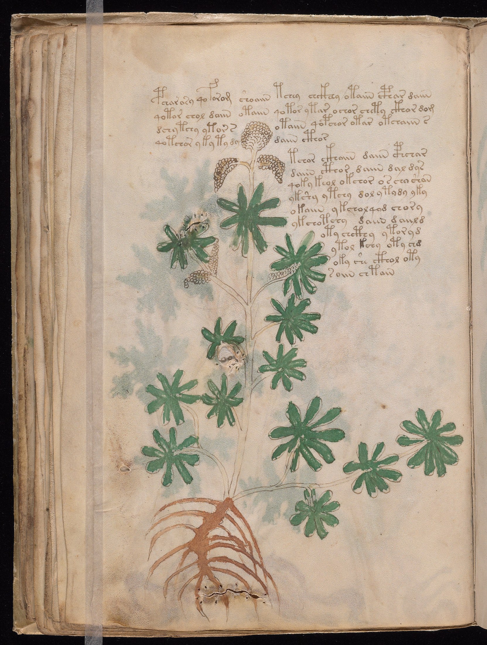 Yale manuscript view f036v