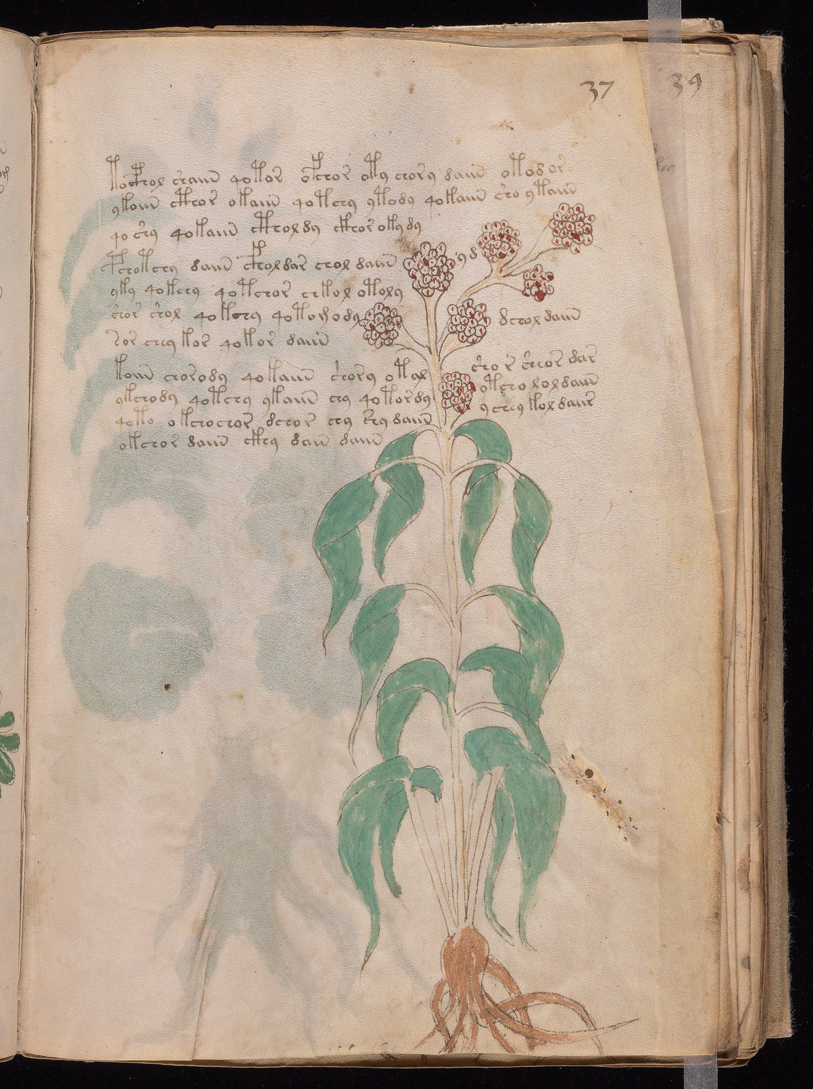 Yale manuscript view f037r