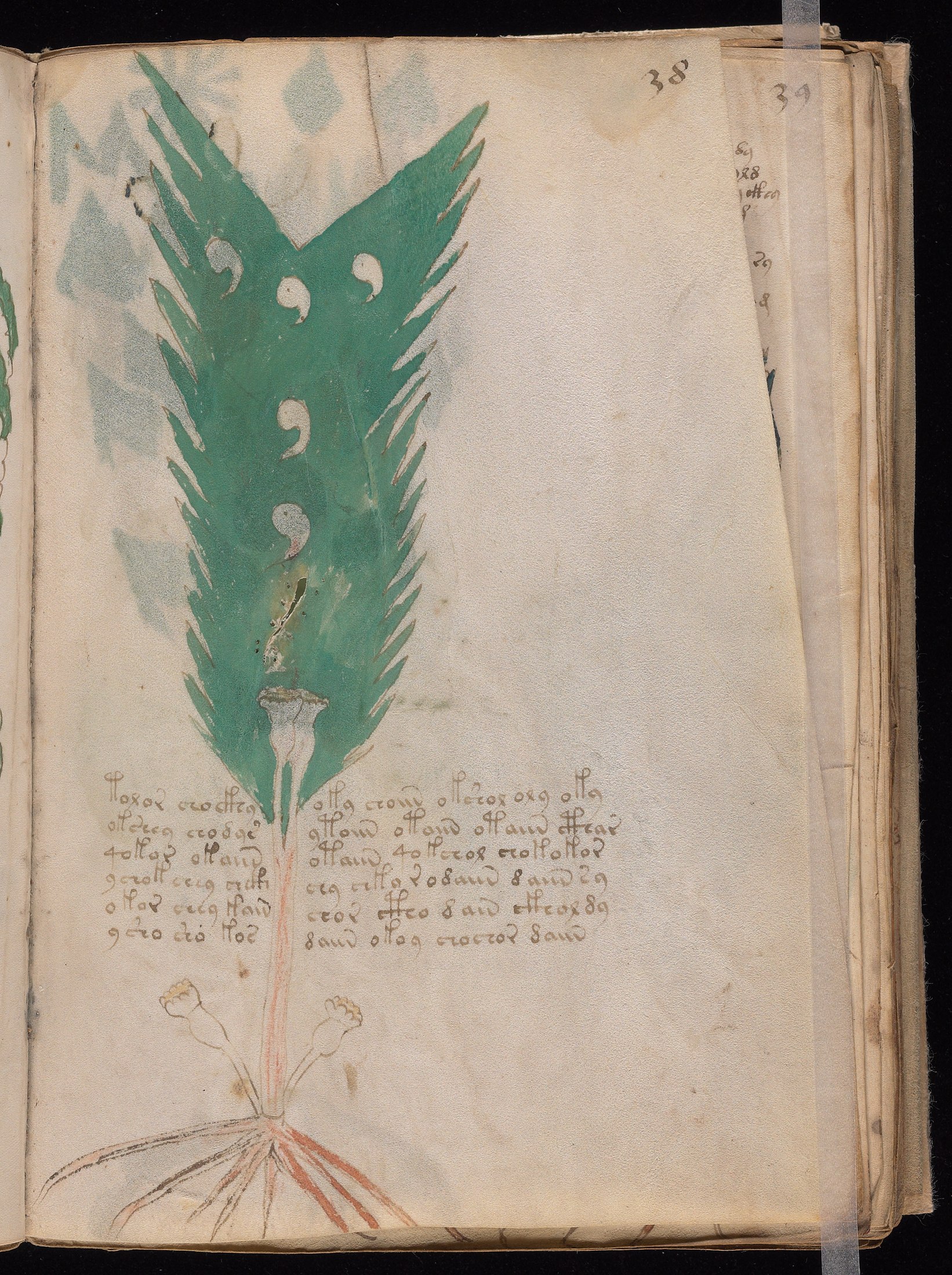 Yale manuscript view f038r