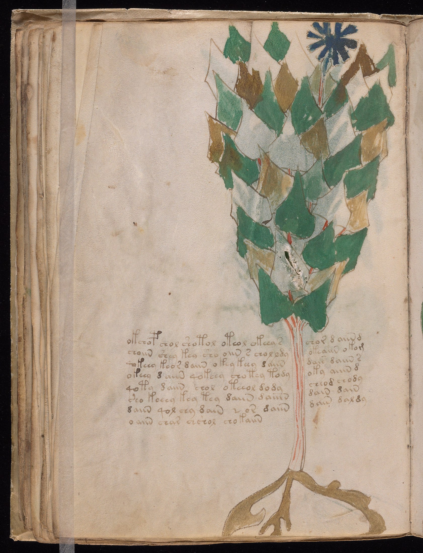 Yale manuscript view f038v