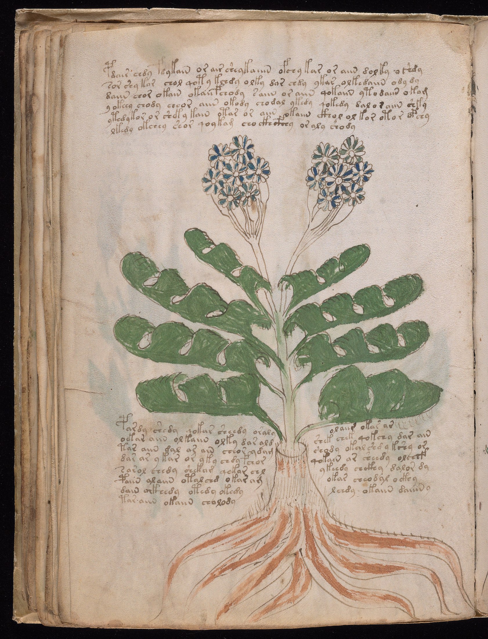 Yale manuscript view f039v