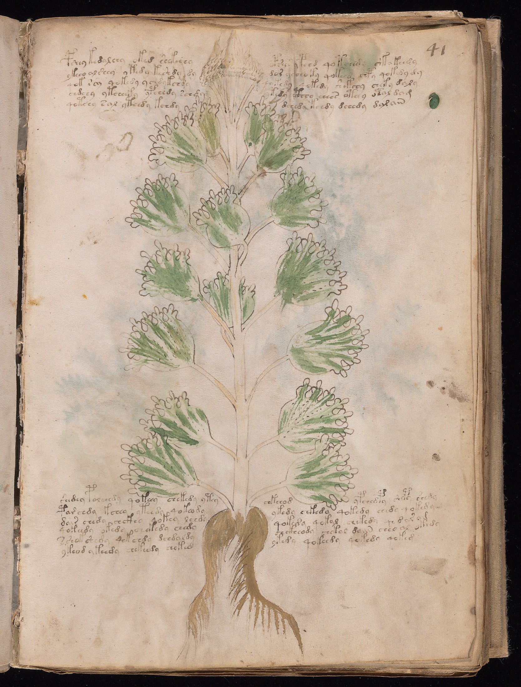Yale manuscript view f041r