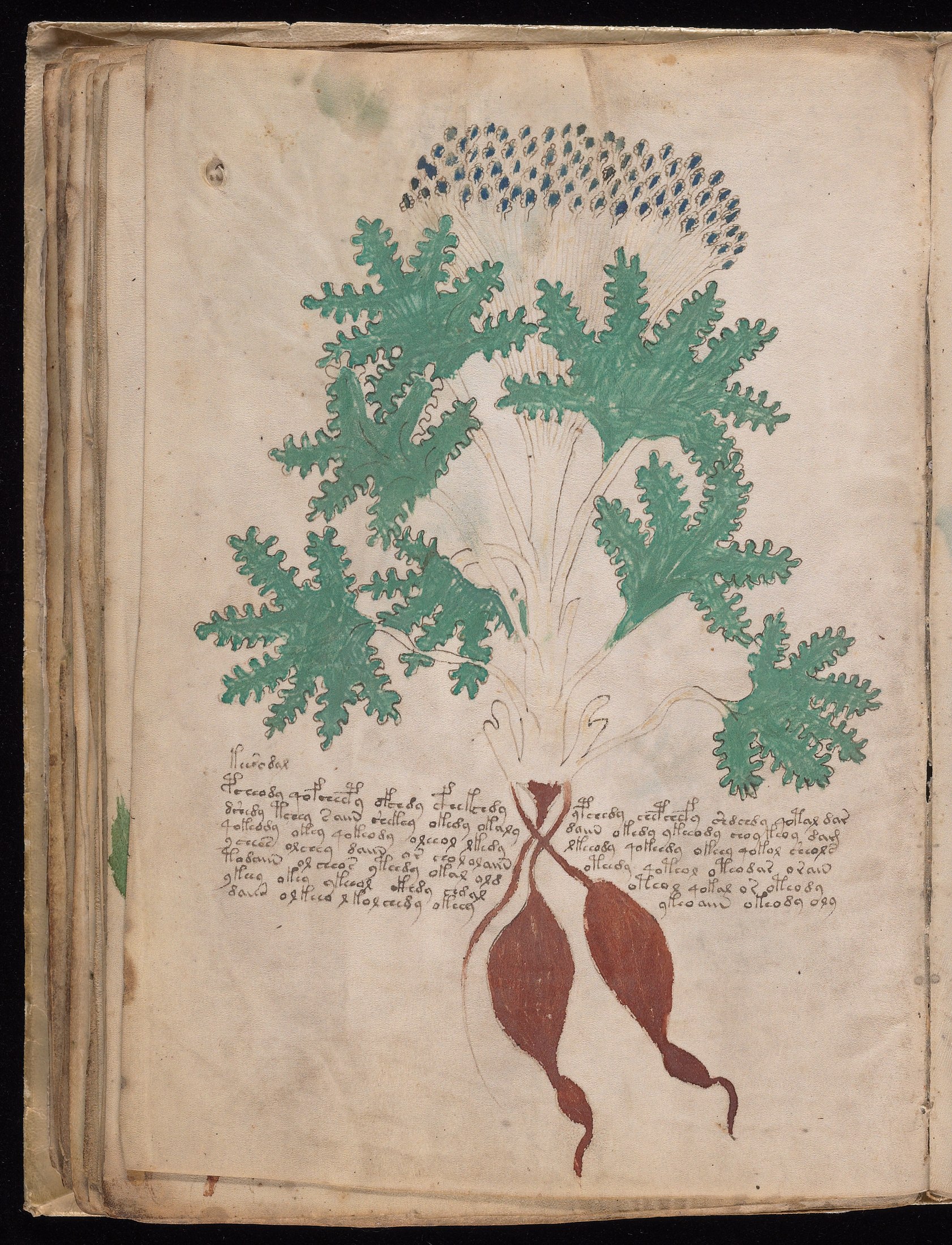 Yale manuscript view f041v
