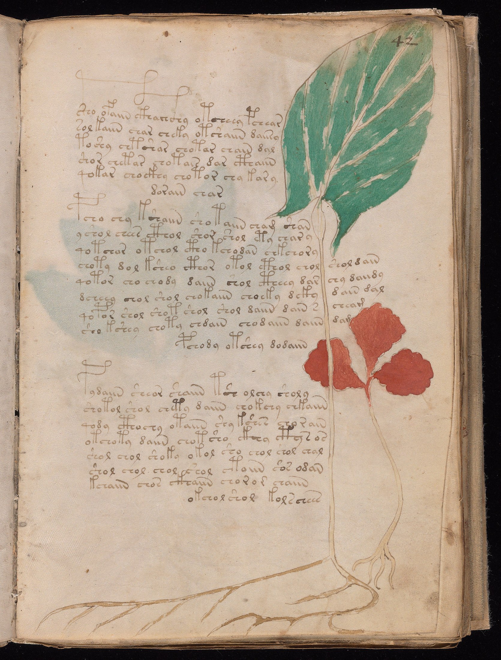 Yale manuscript view f042r