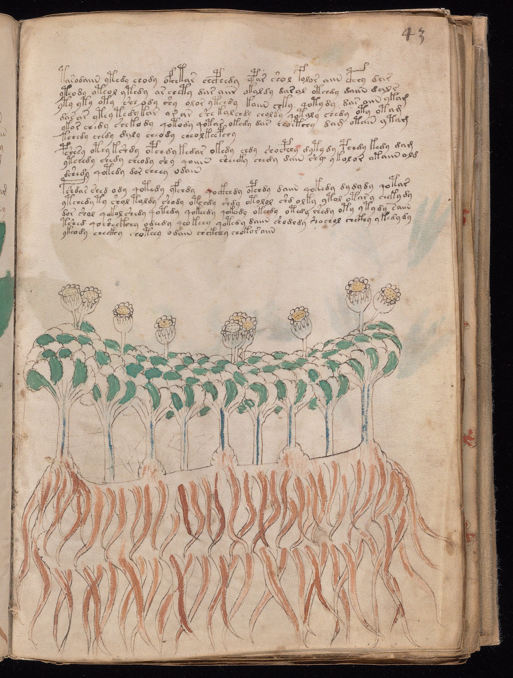 Yale manuscript view f043r