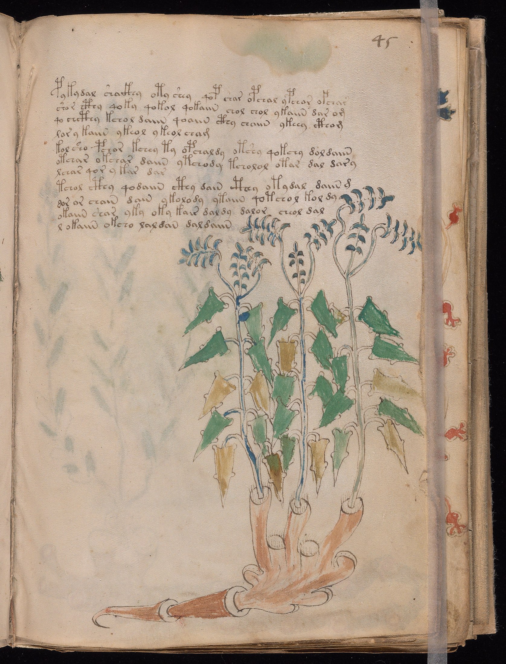 Yale manuscript view f045r