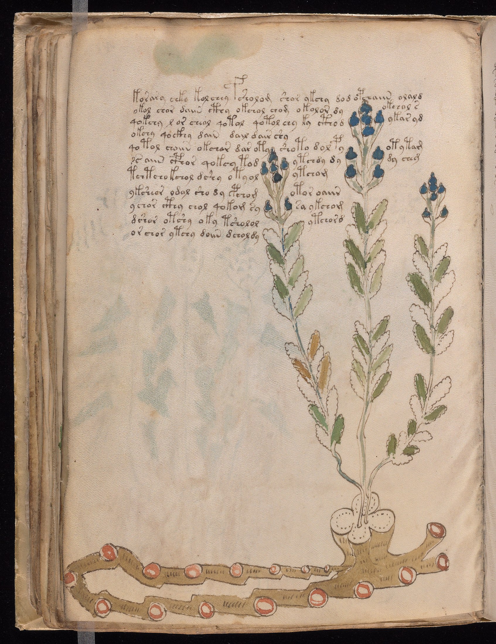 Yale manuscript view f045v