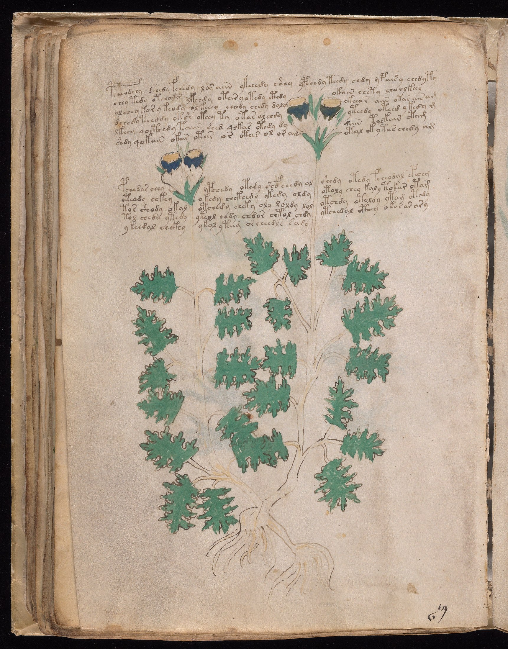 Yale manuscript view f048v