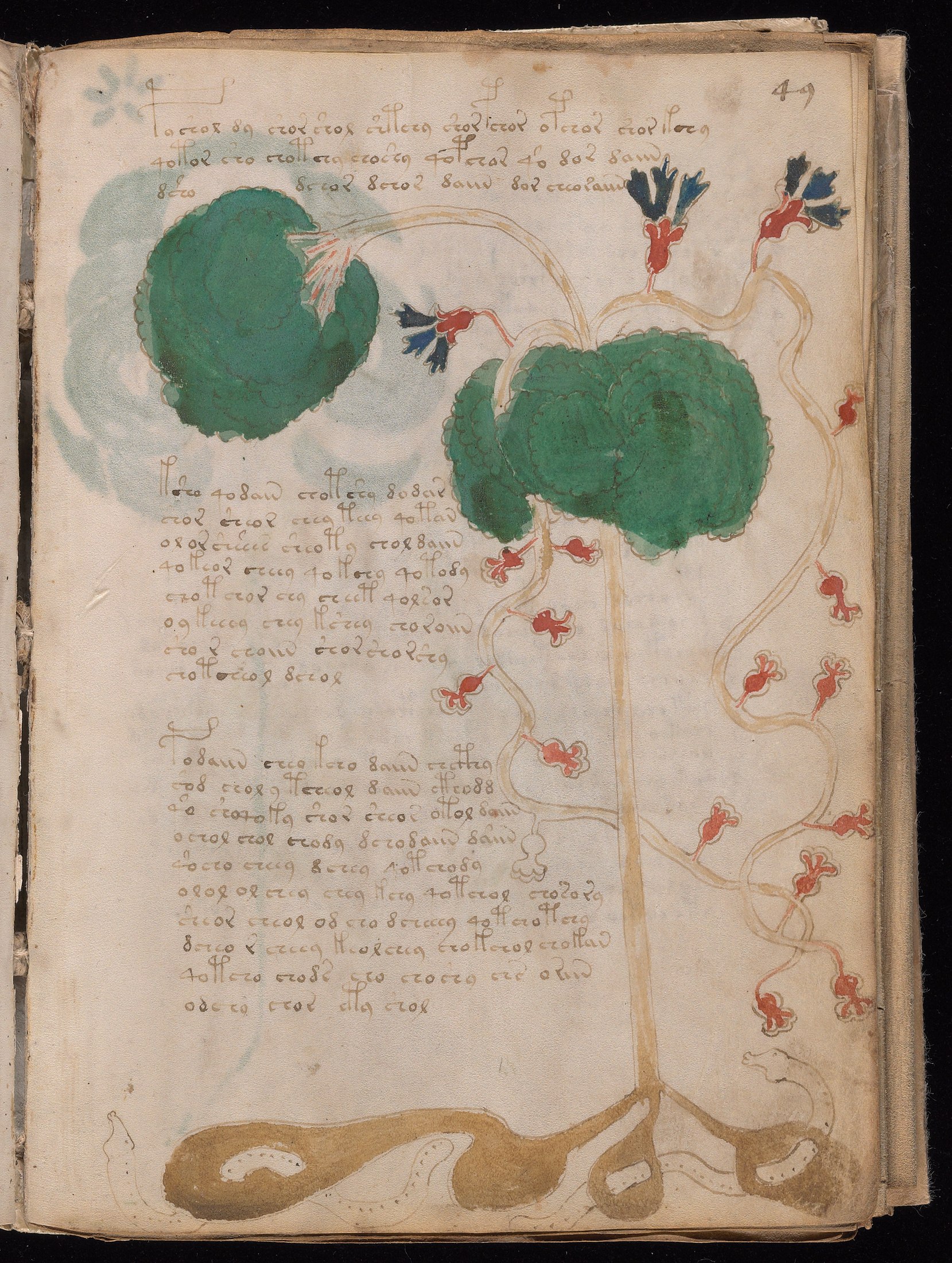 Yale manuscript view f049r