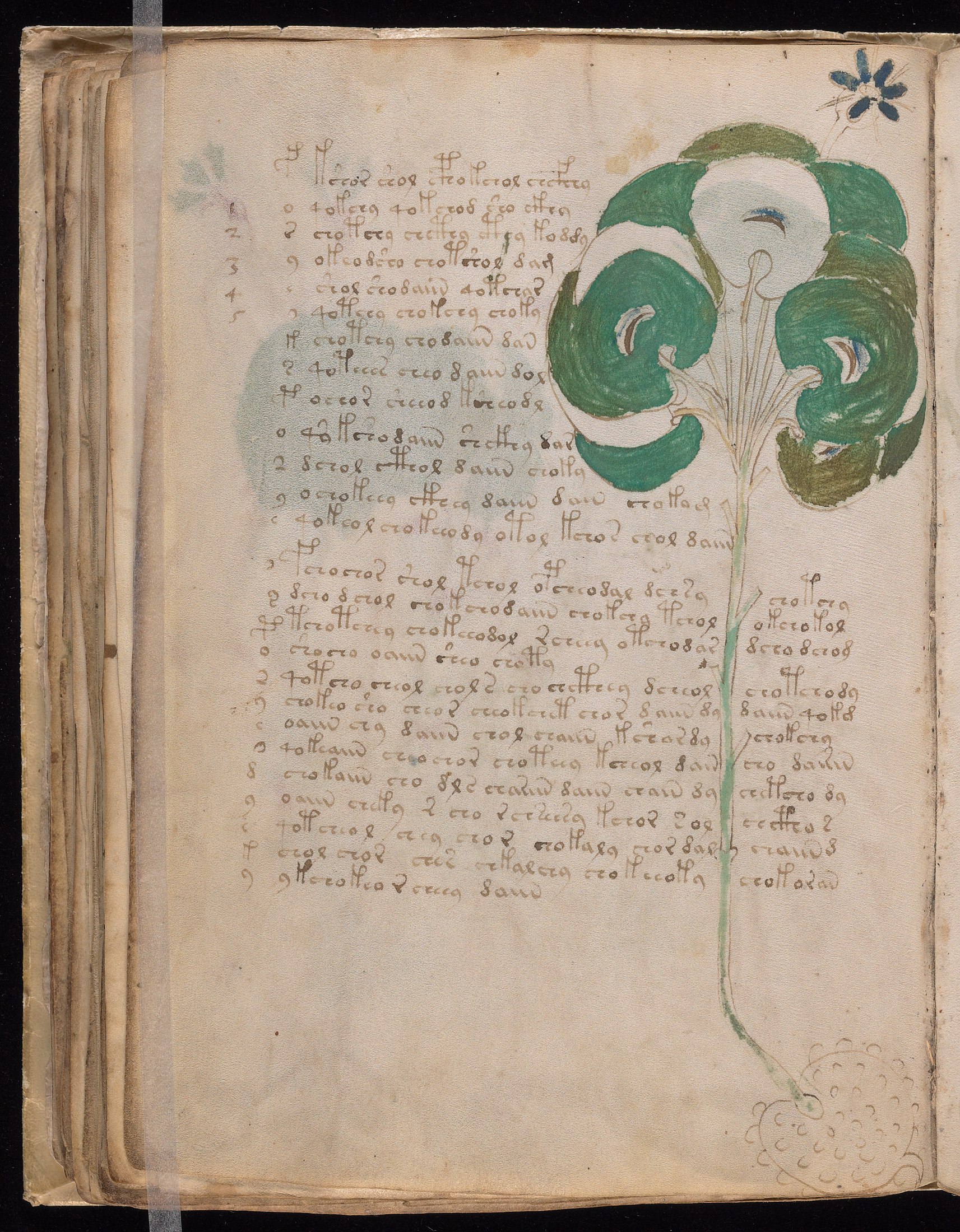 Yale manuscript view f049v