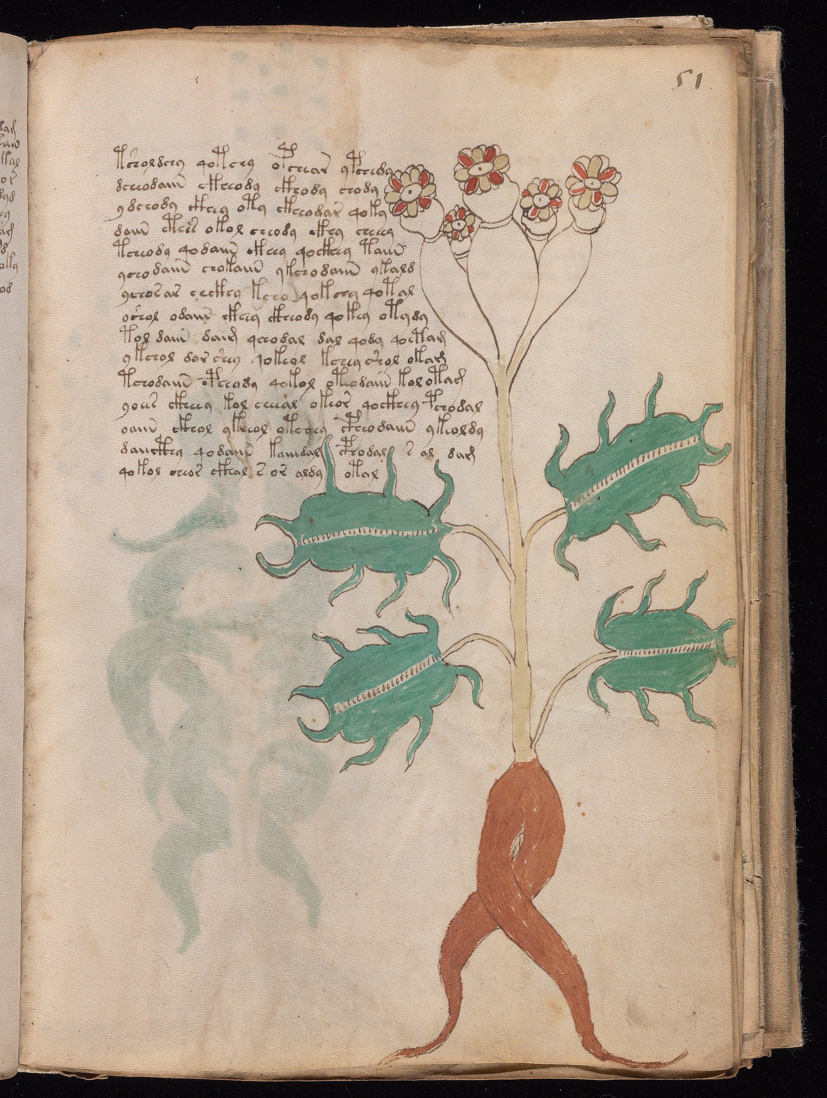 Yale manuscript view f051r
